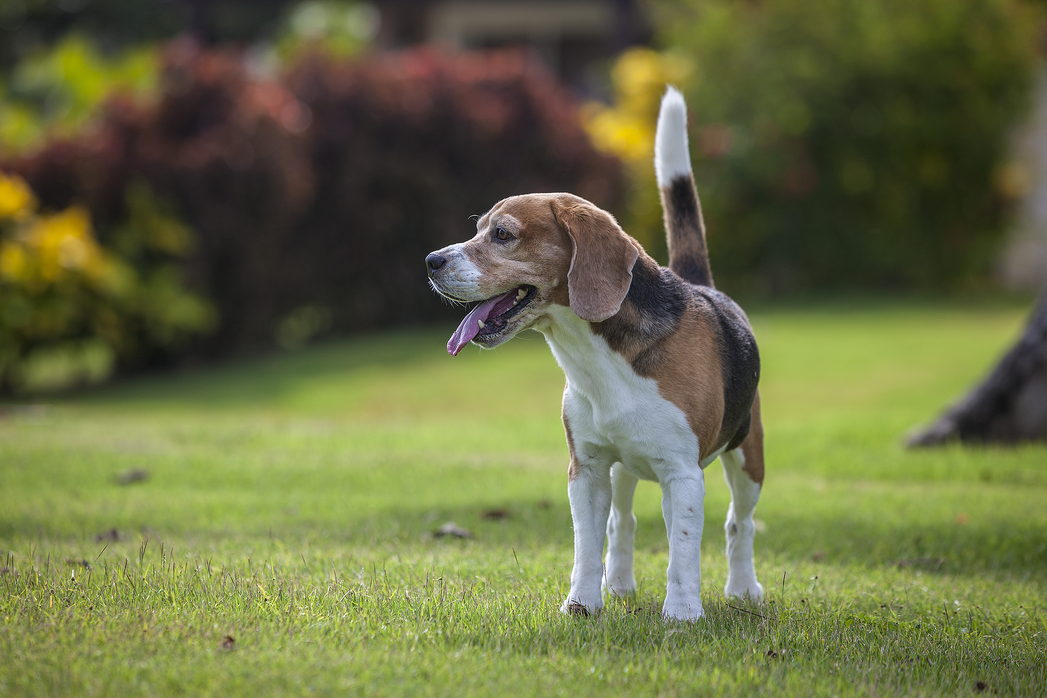 Primi colpi con la DsIII
