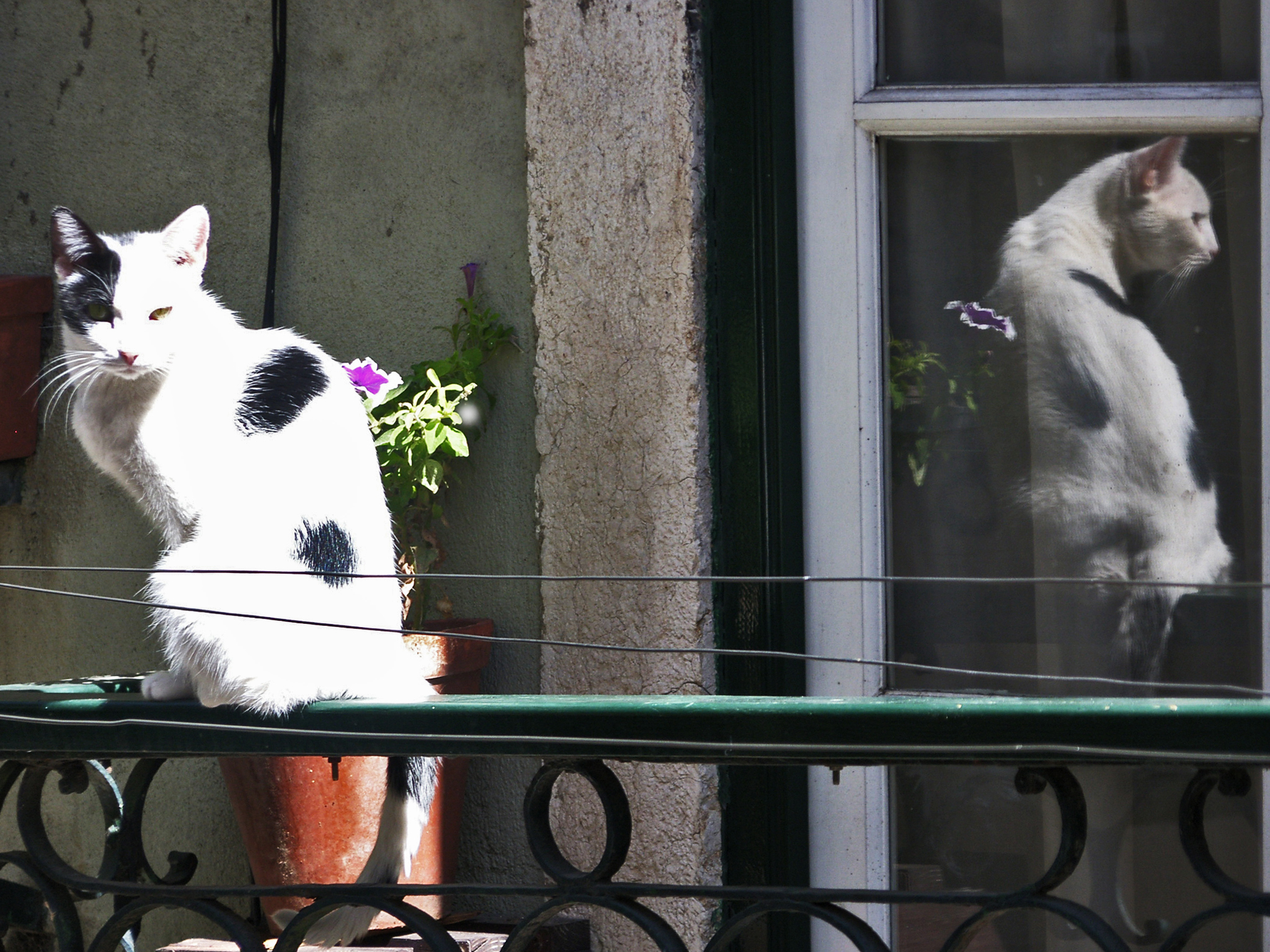 Il gatto e il suo doppio