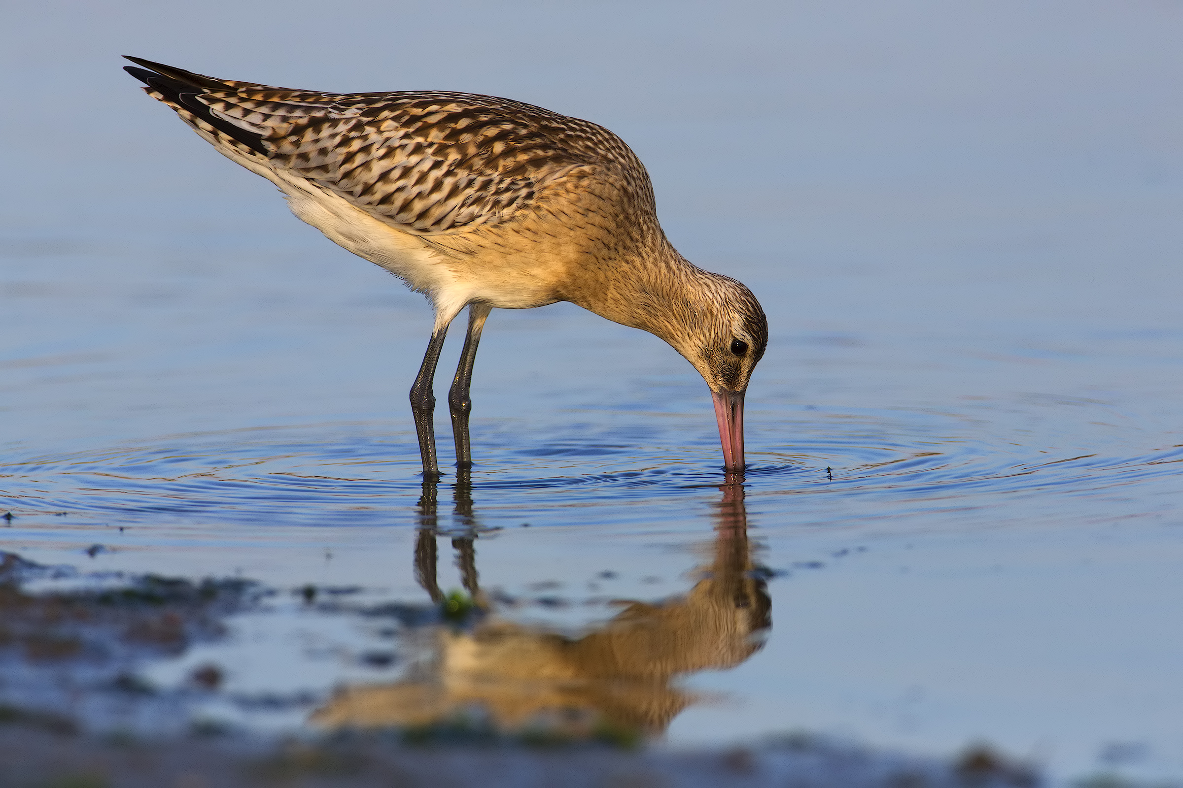 Bar-tailed Godwit