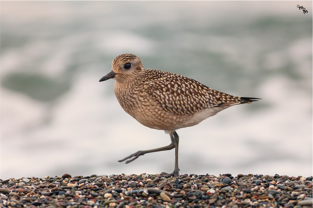 Grey Plover