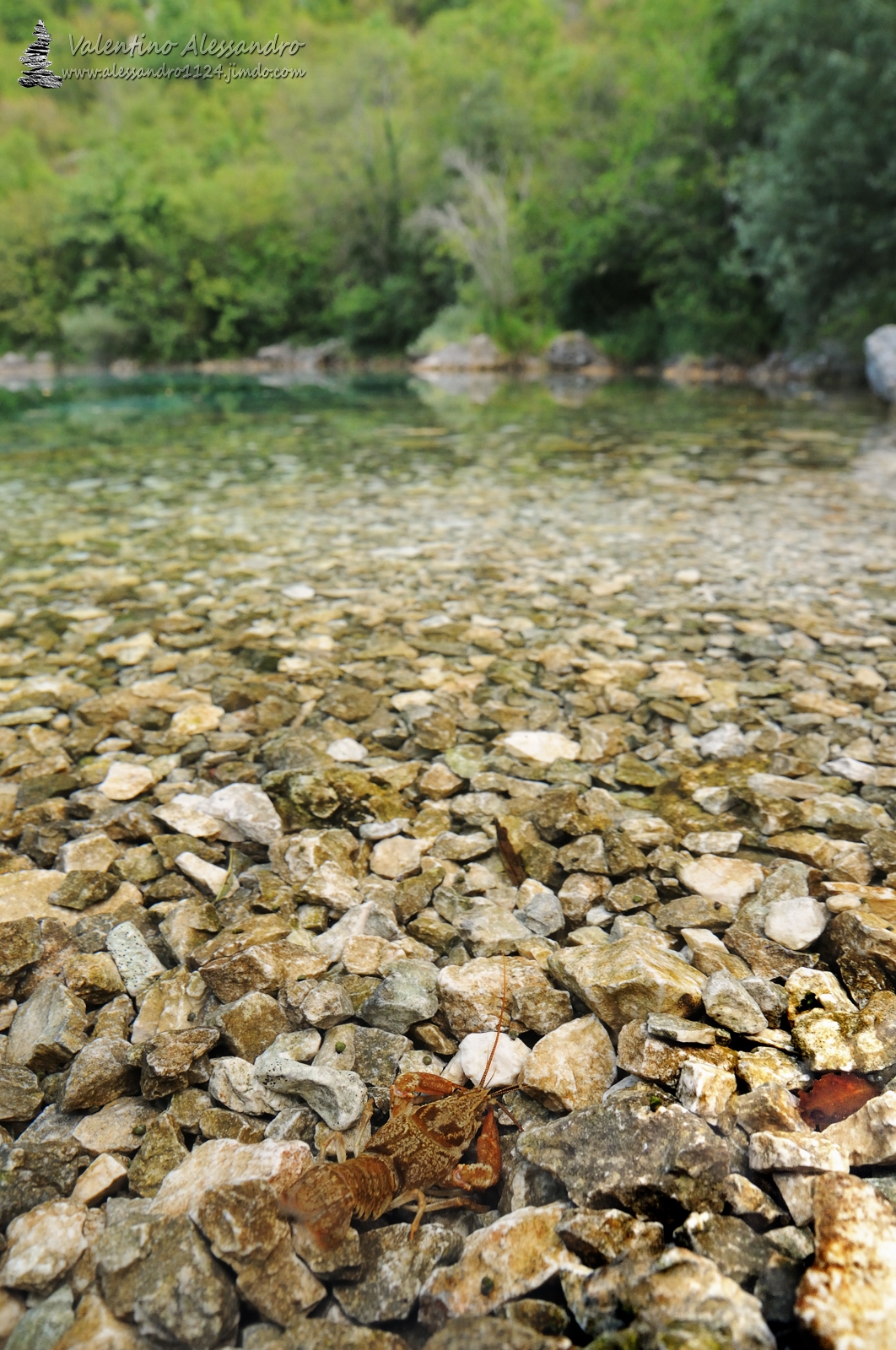 Shrimp of the lake Cornino