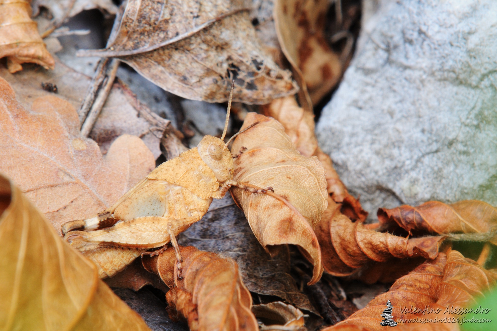 Grasshopper camouflage