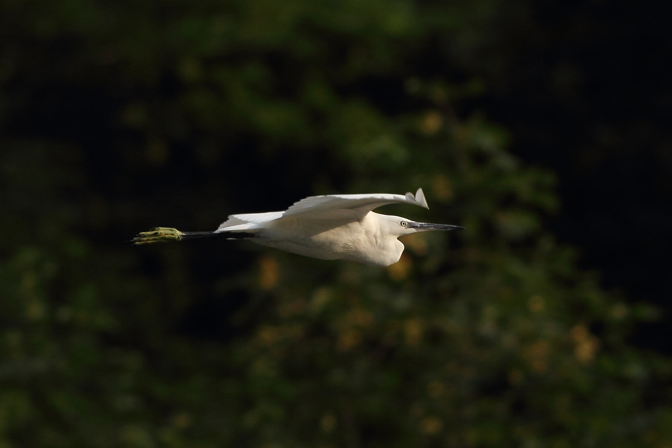 Egret in flight