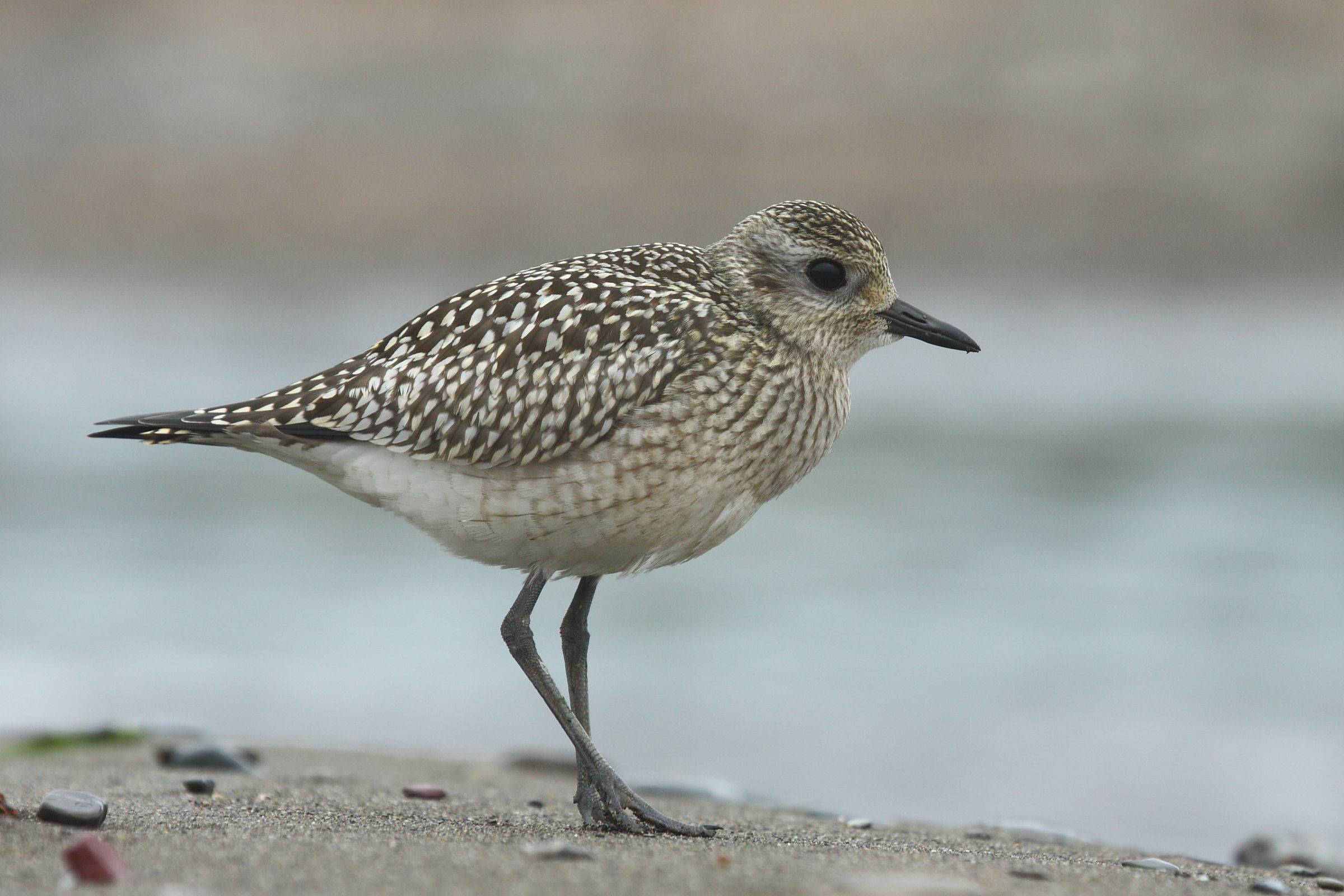 gray plover