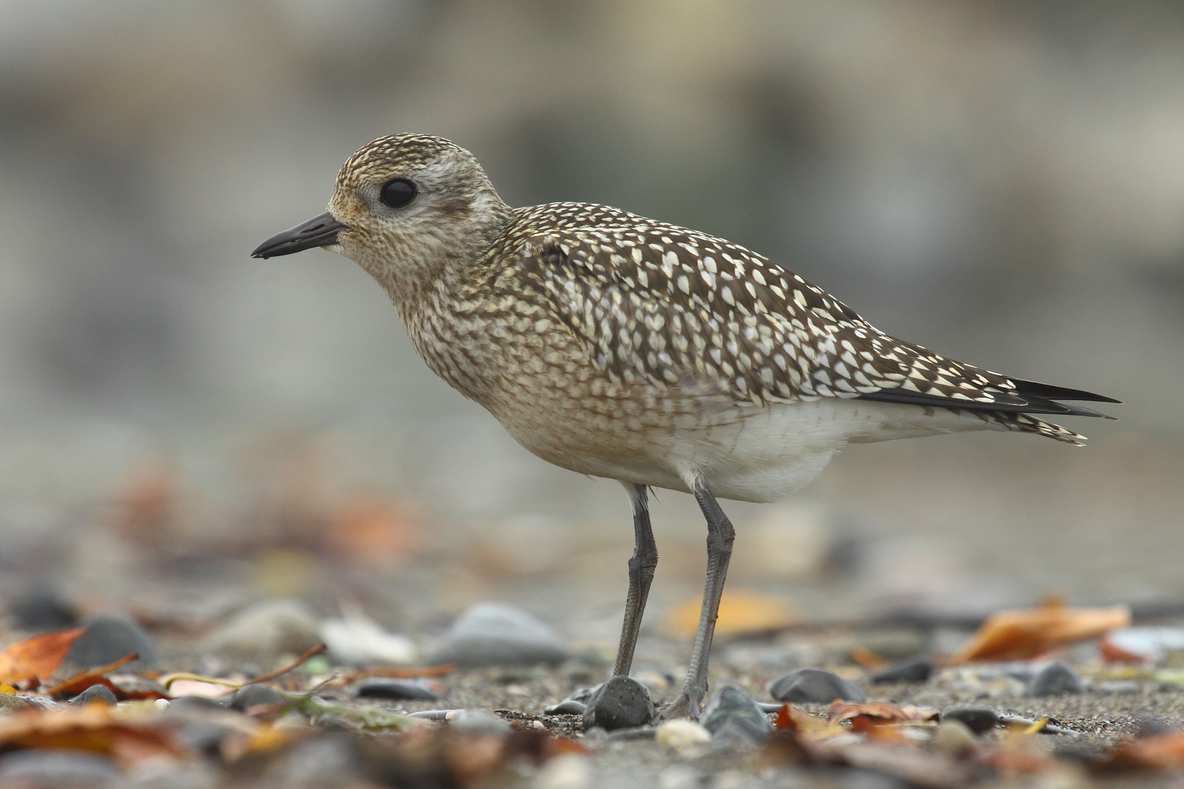 gray plover
