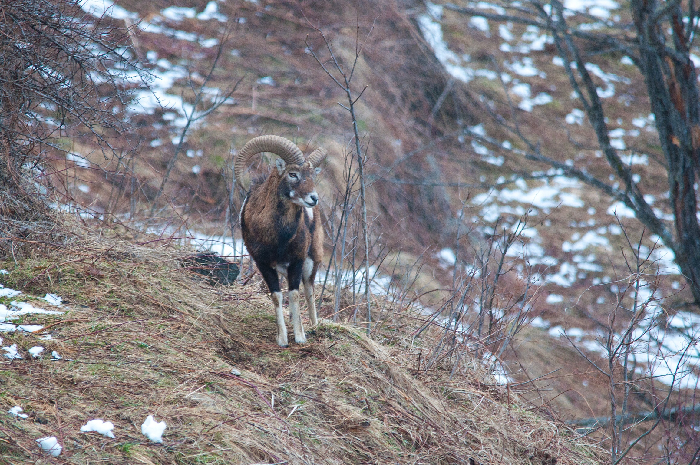 Mouflon