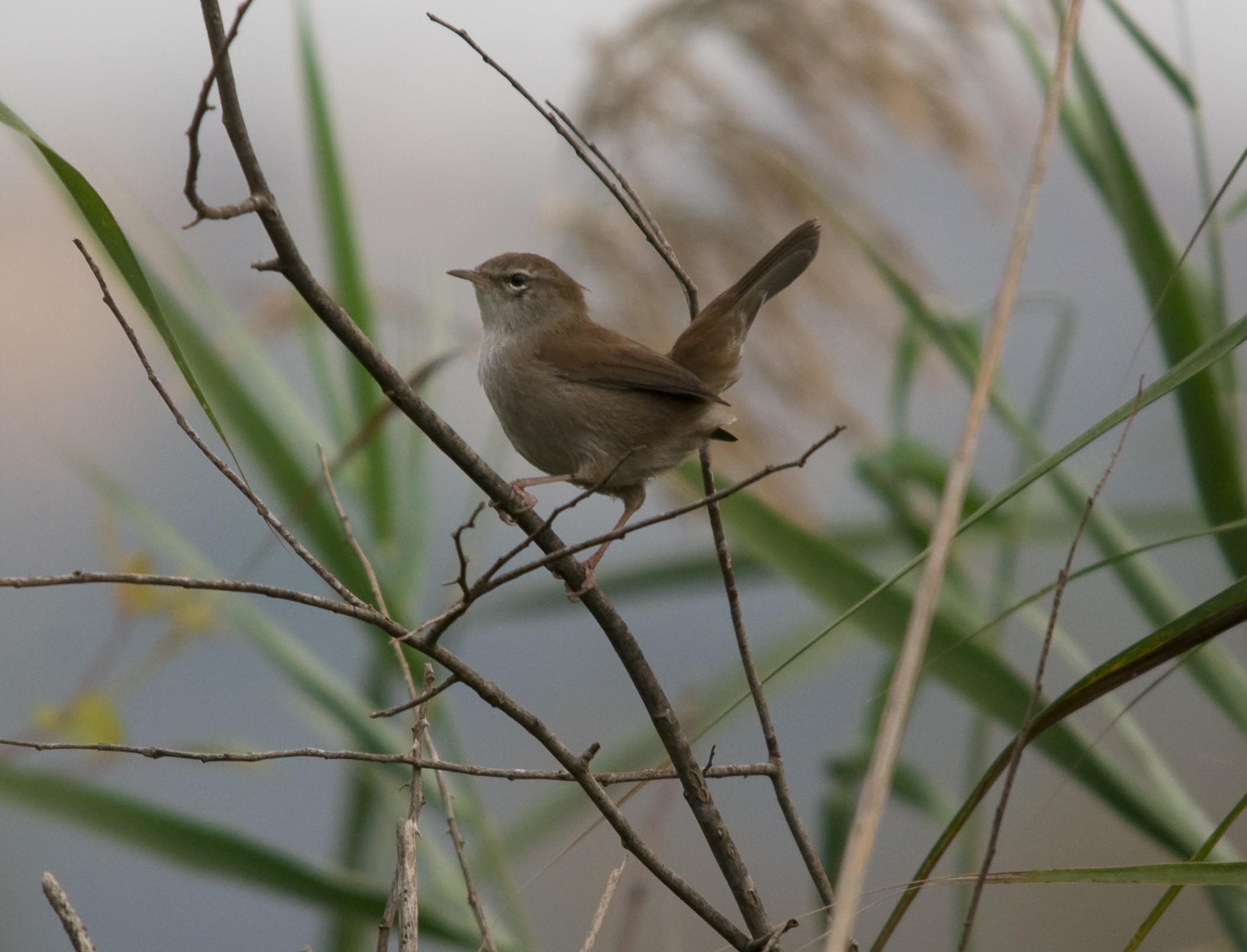 Cetti's Warbler