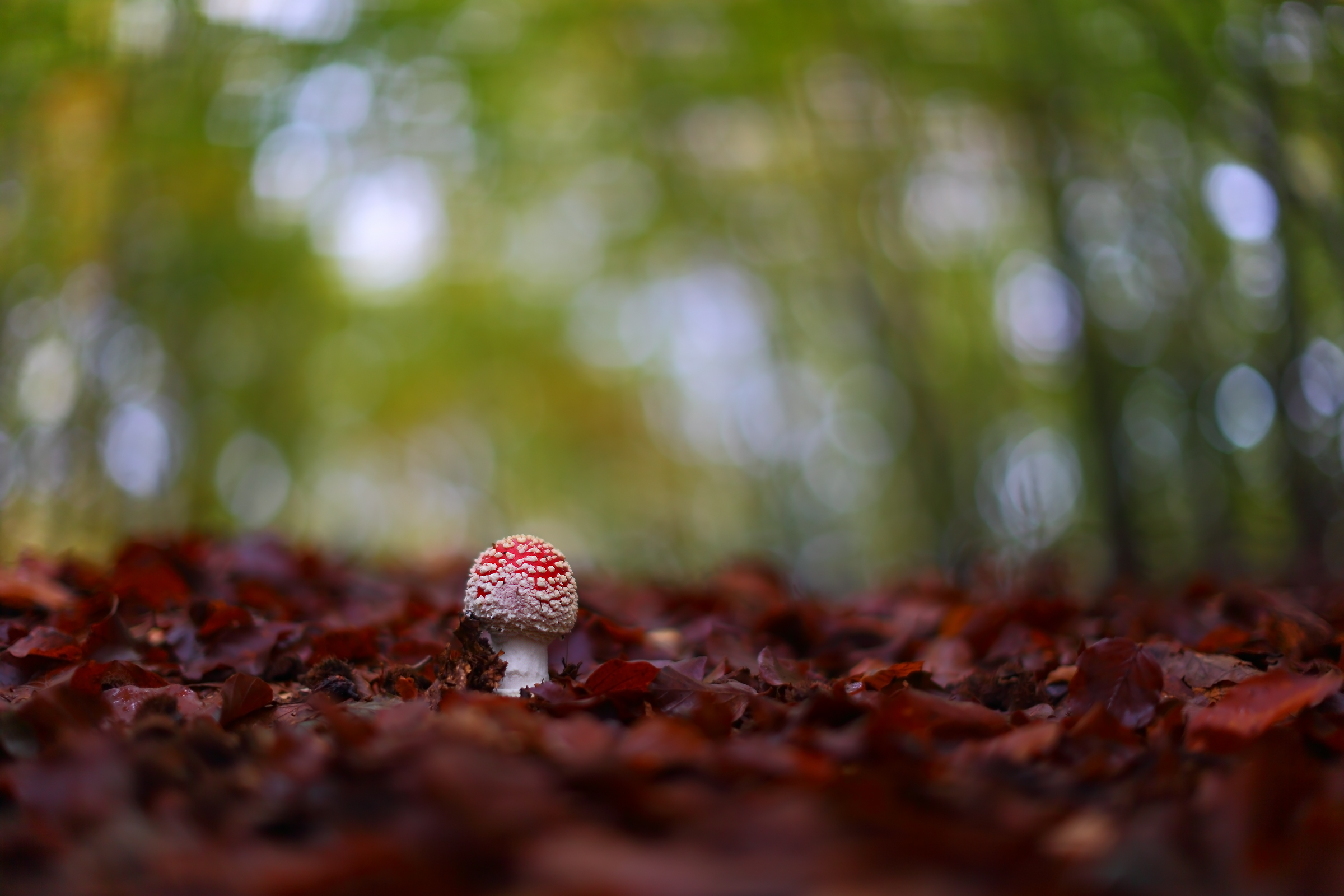 Amanita muscaria