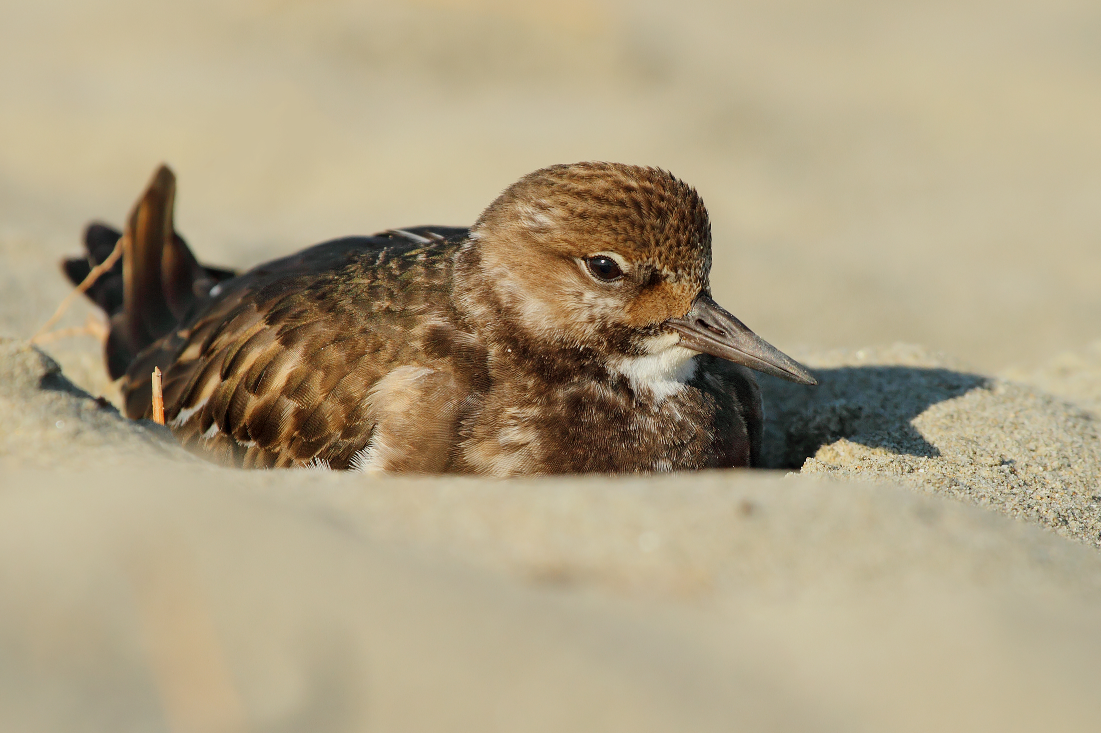 Ruddy Turnstone in kennel .......