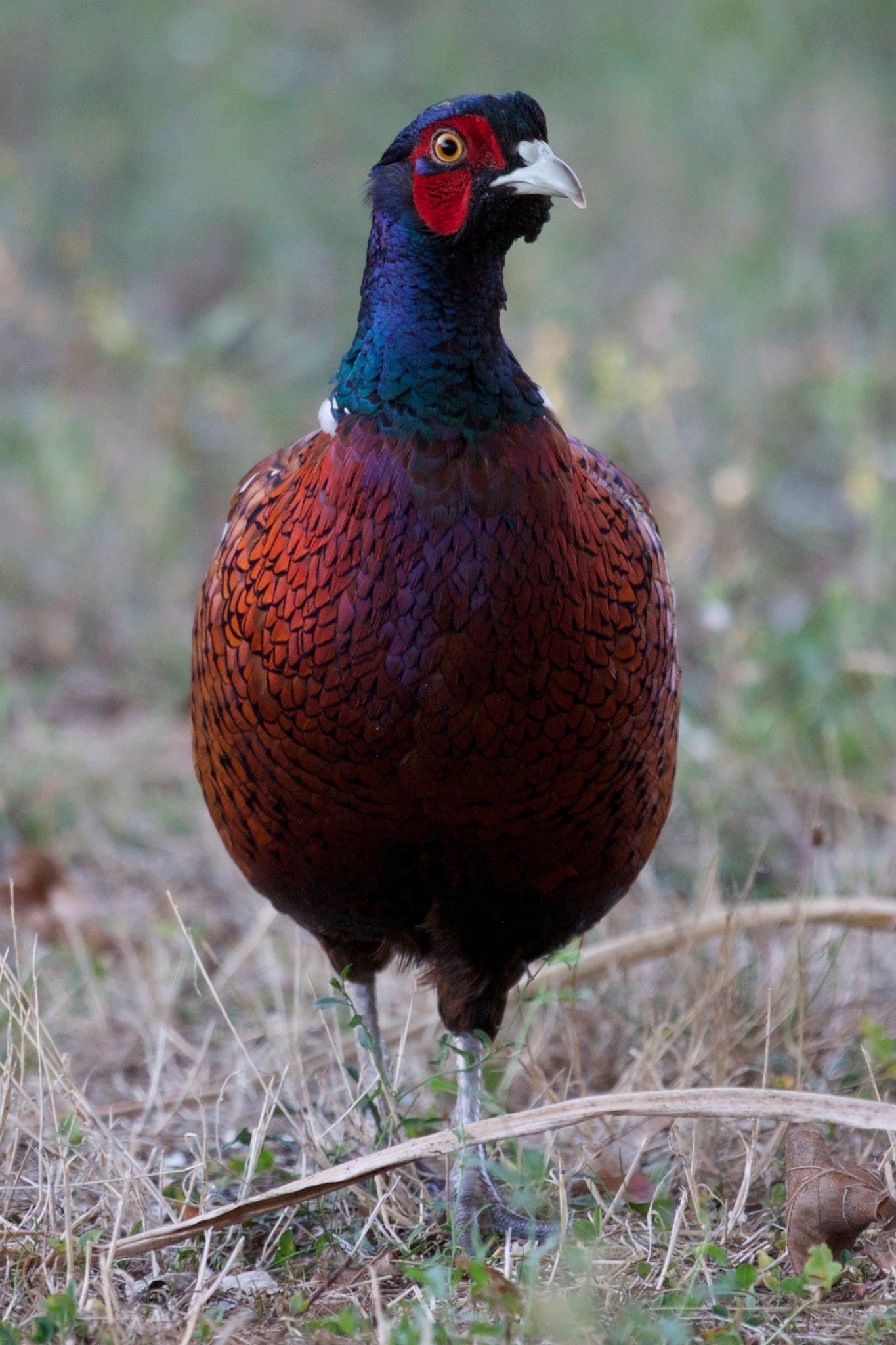 Pheasant