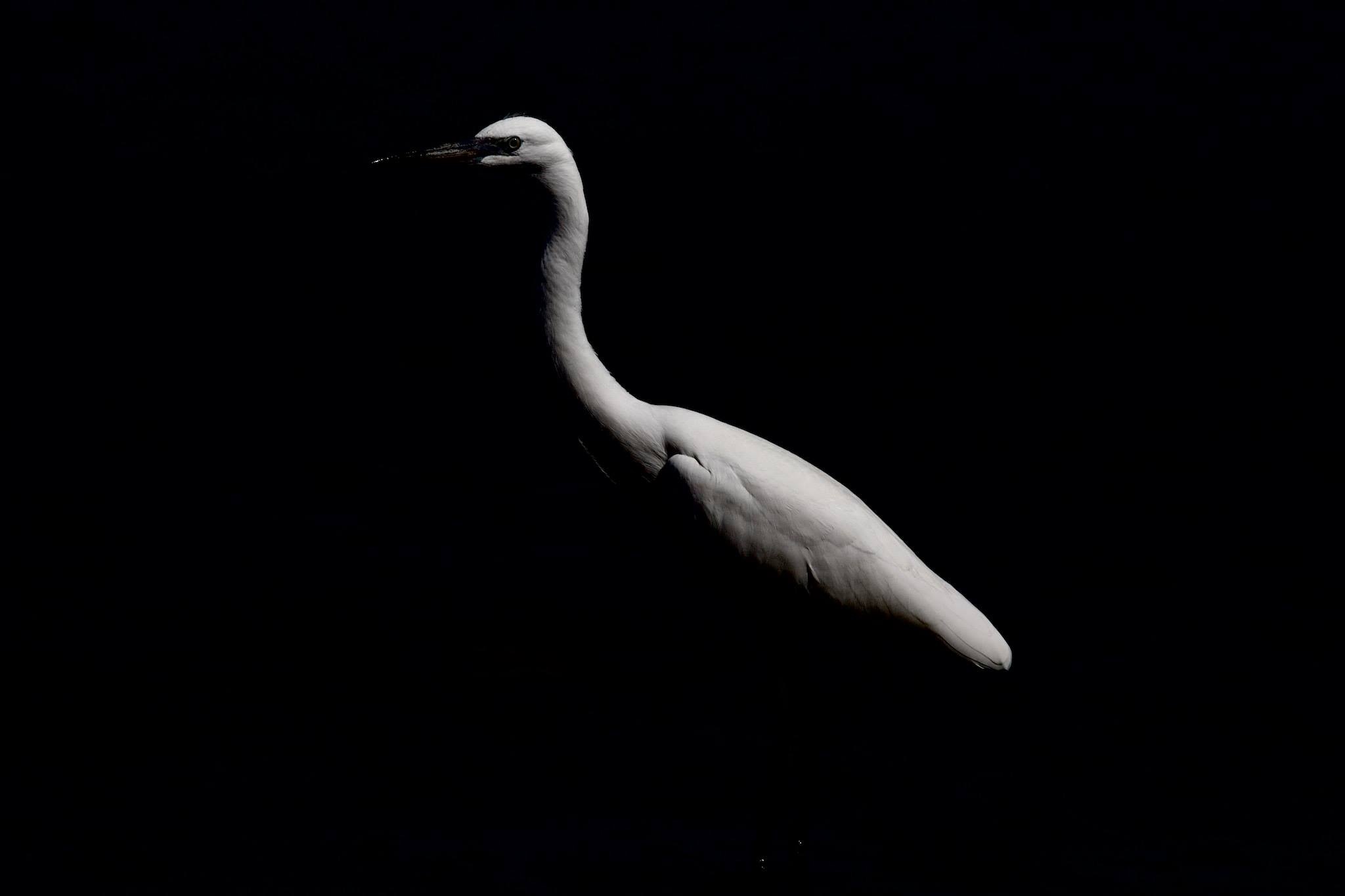 Egret