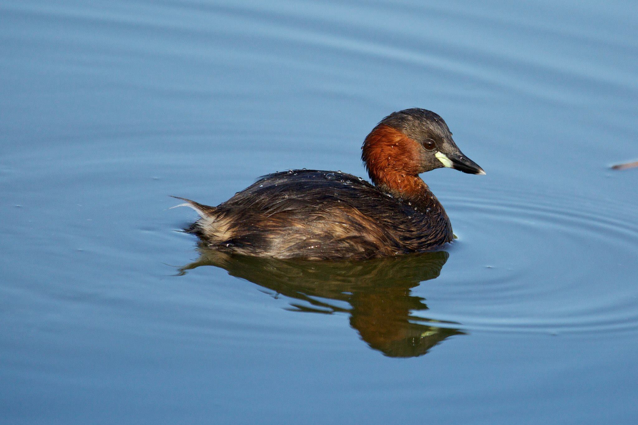Little Grebe