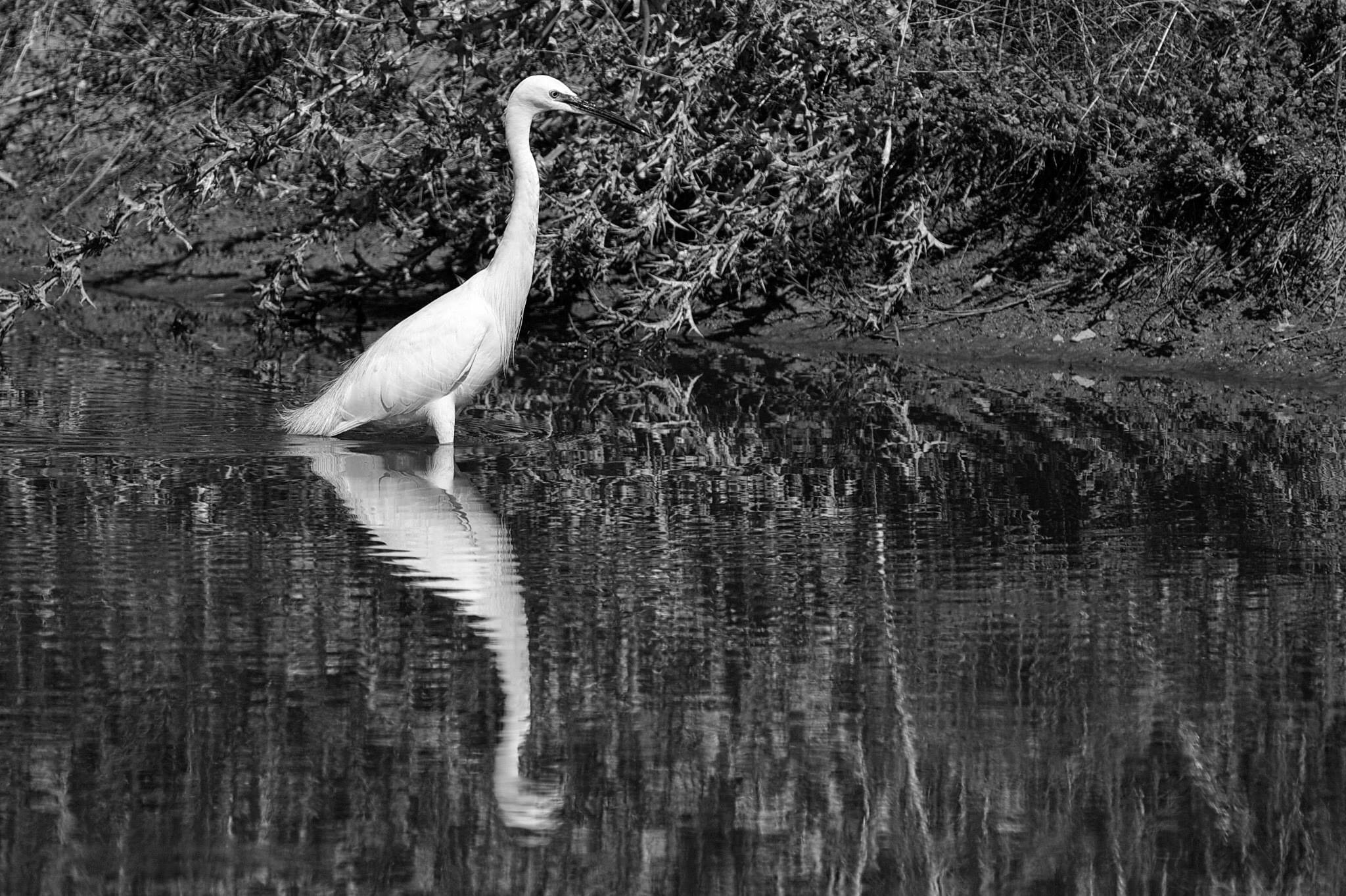 Egret