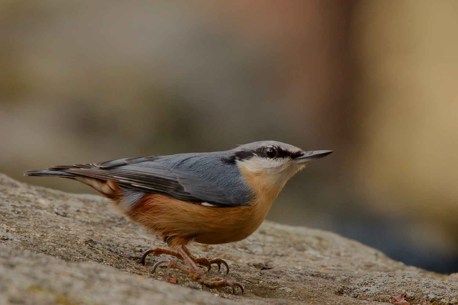 Nuthatch