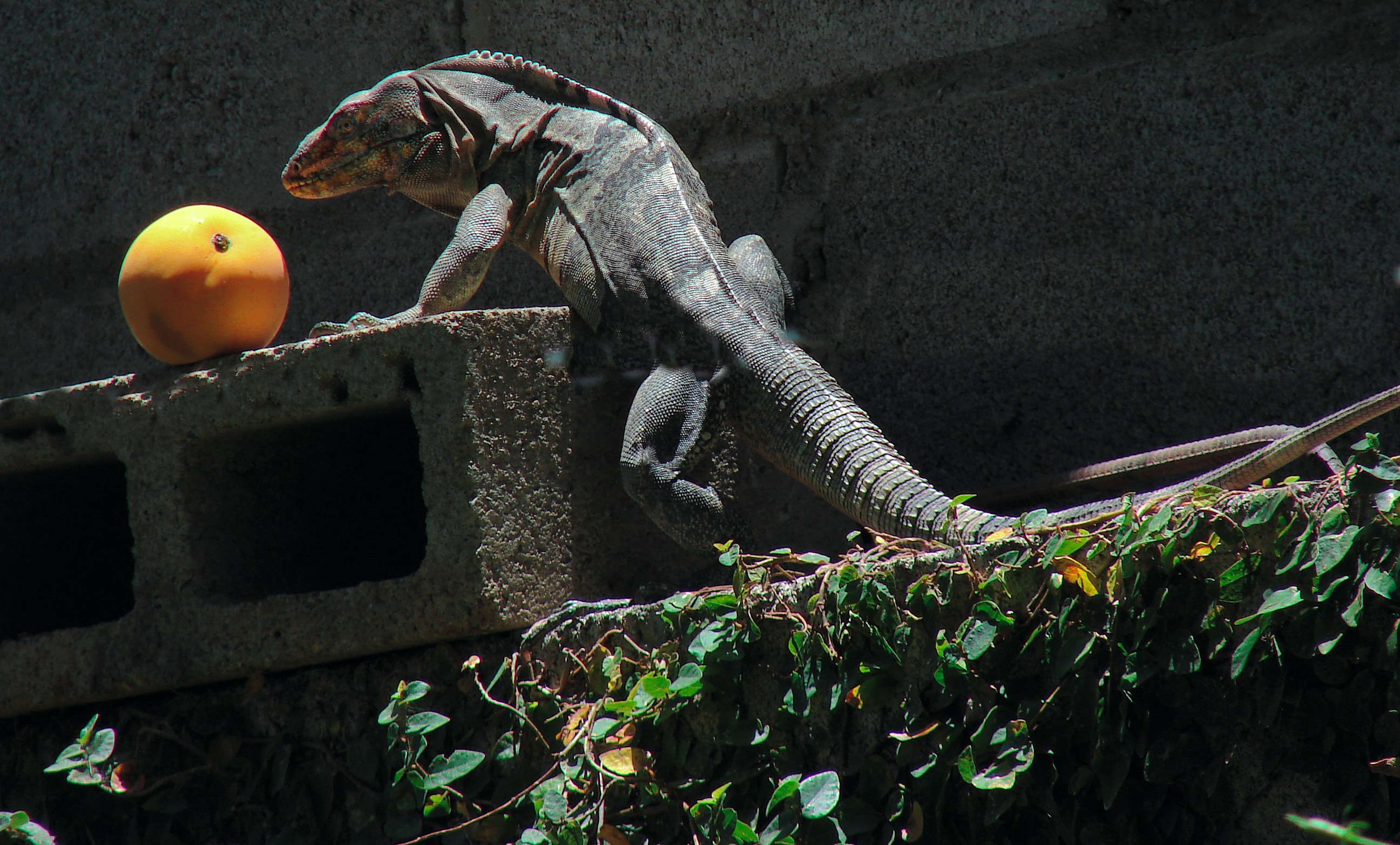 Iguana