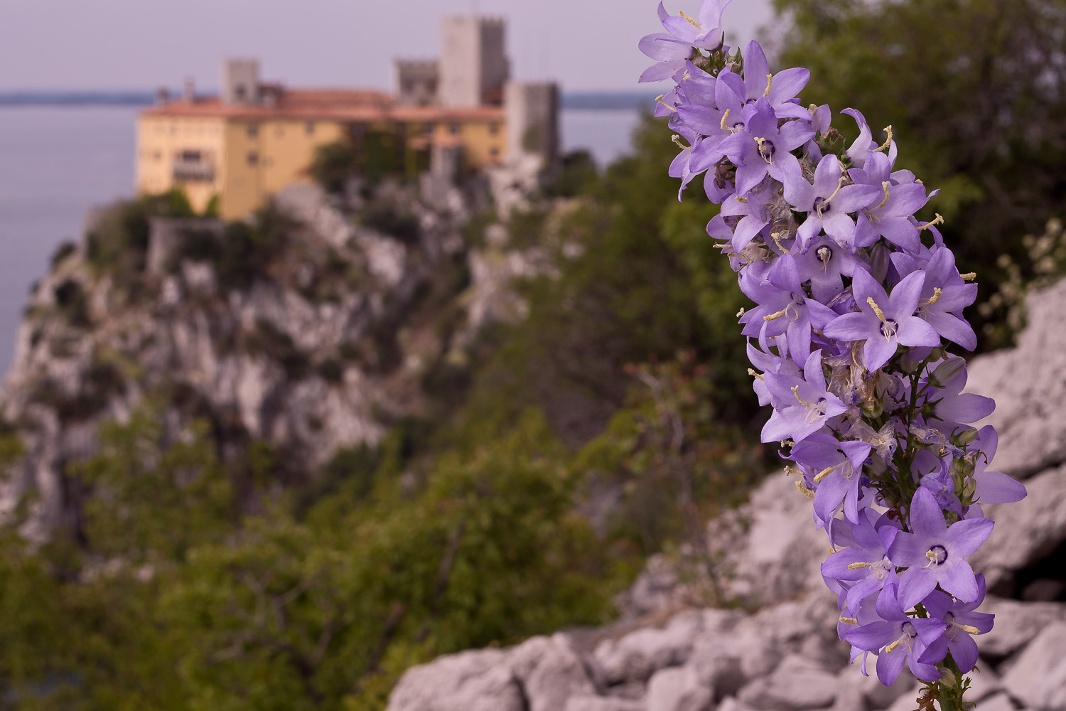 flowers and castle