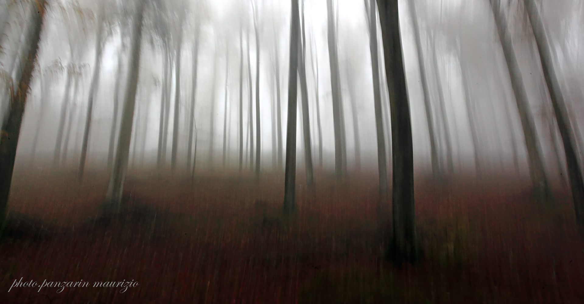 the magic of the woods! fagetta in the fog