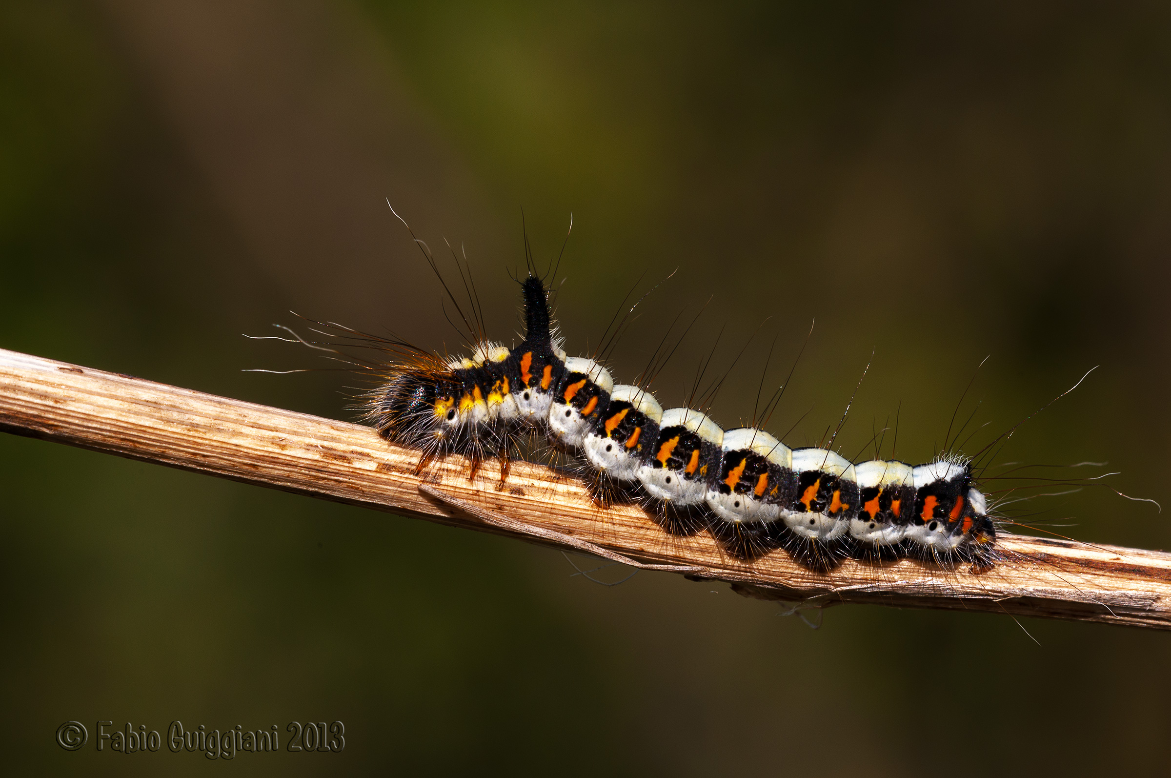 Acronicta Tridens
