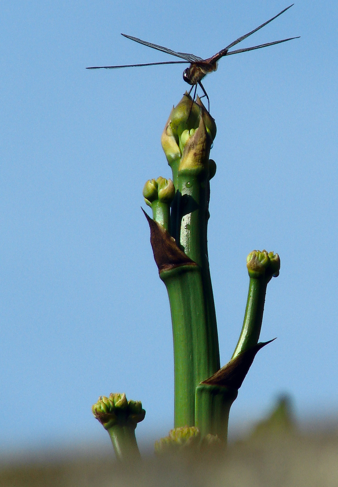 Dragonfly on Flourish