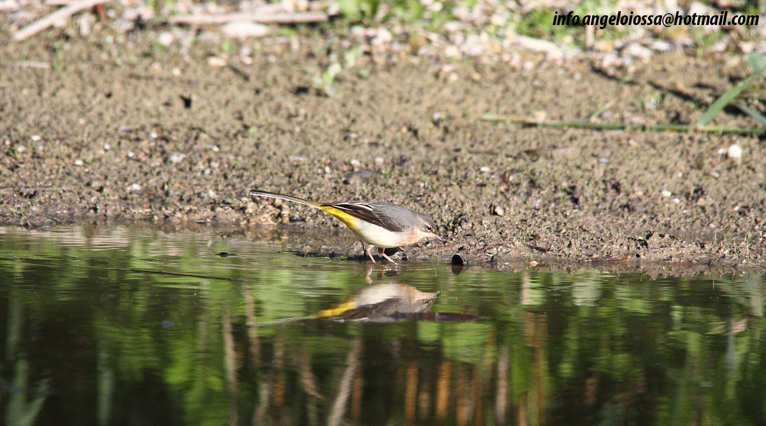 Yellow Wagtail