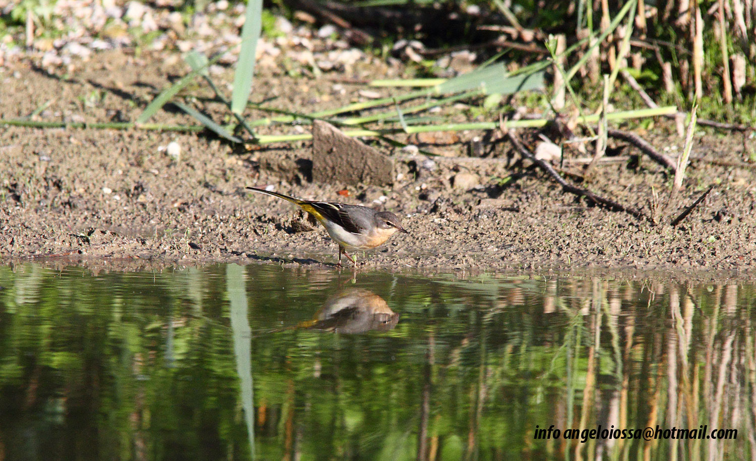 Yellow Wagtail