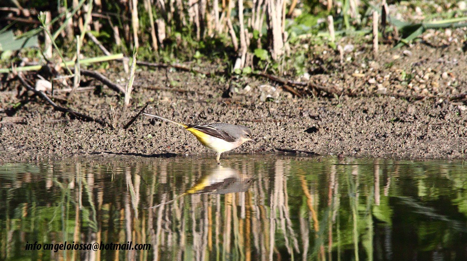 Yellow Wagtail
