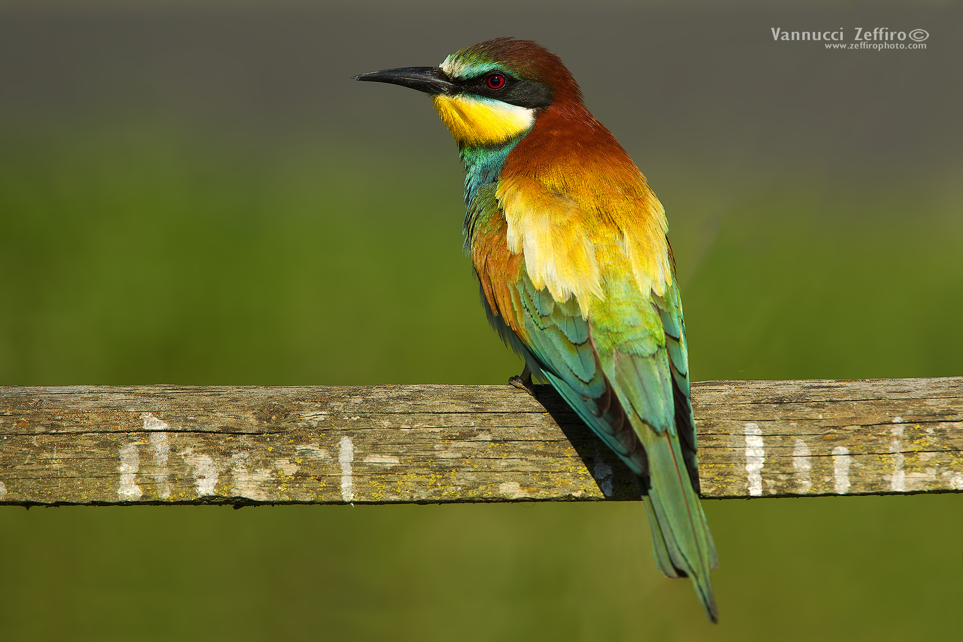 bee-eater
