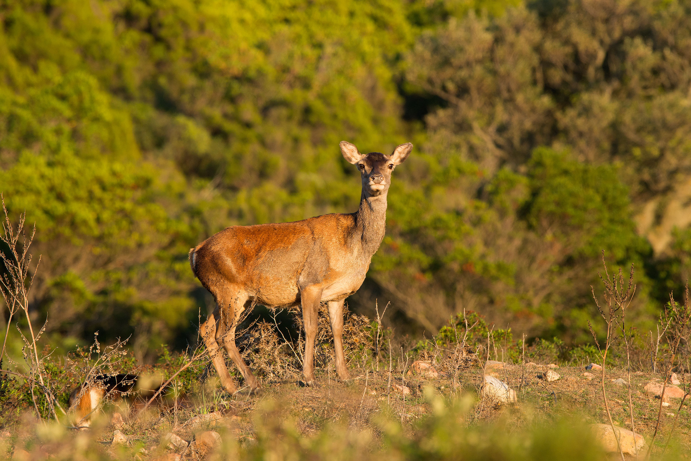 cerva sarda al tramonto