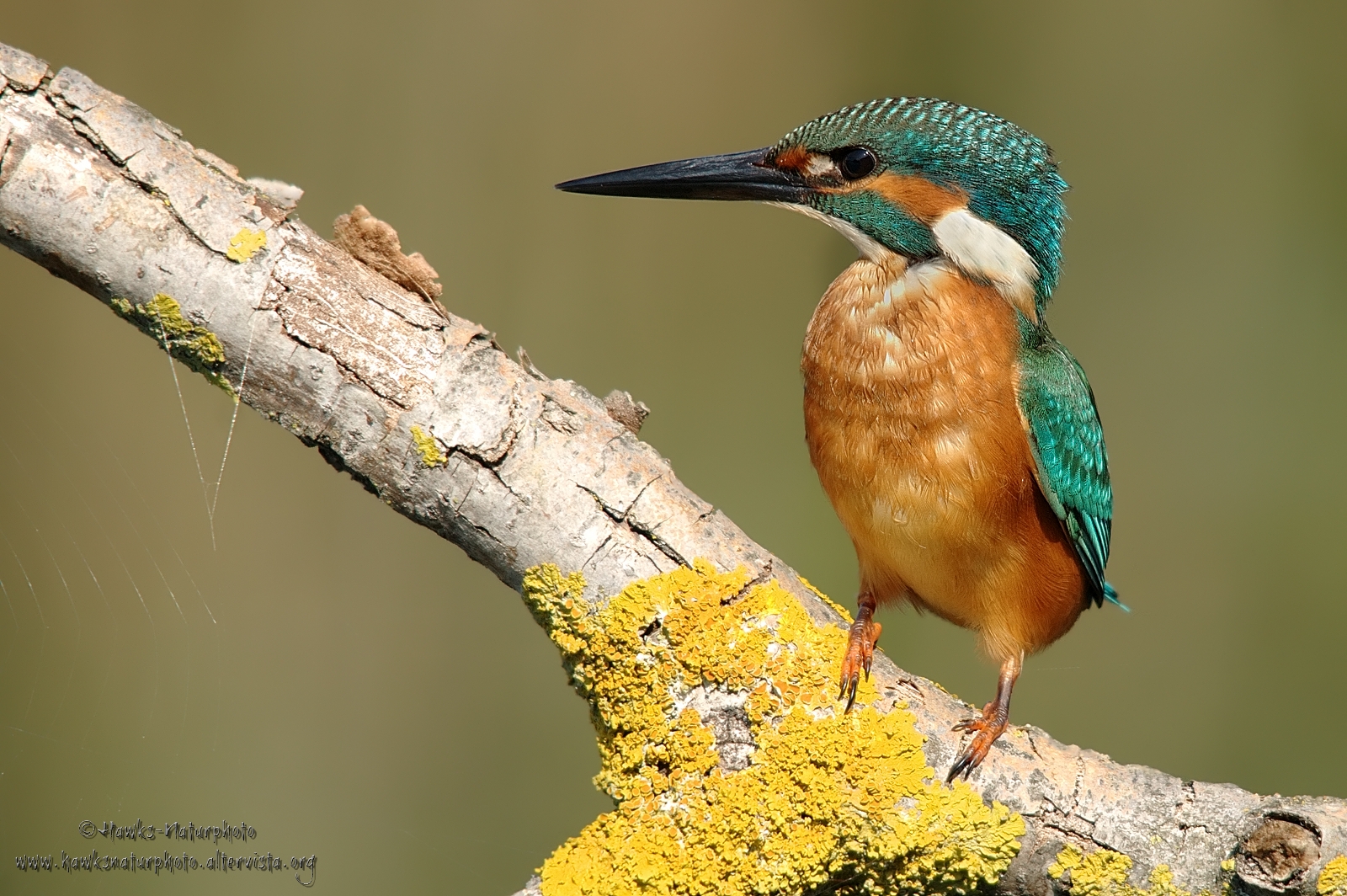 The Martin and the web