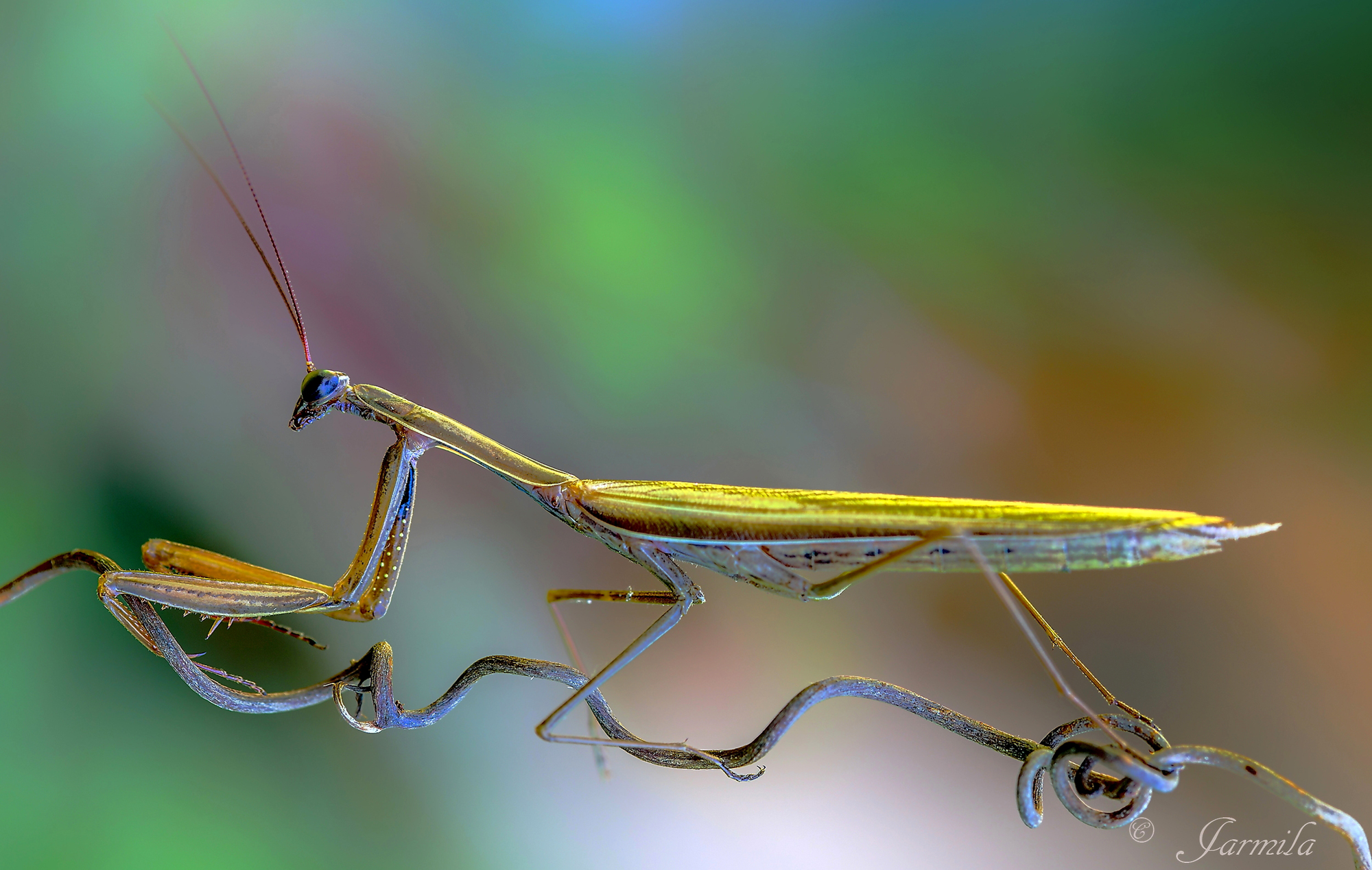 La mantide religiosa in veste autunnale