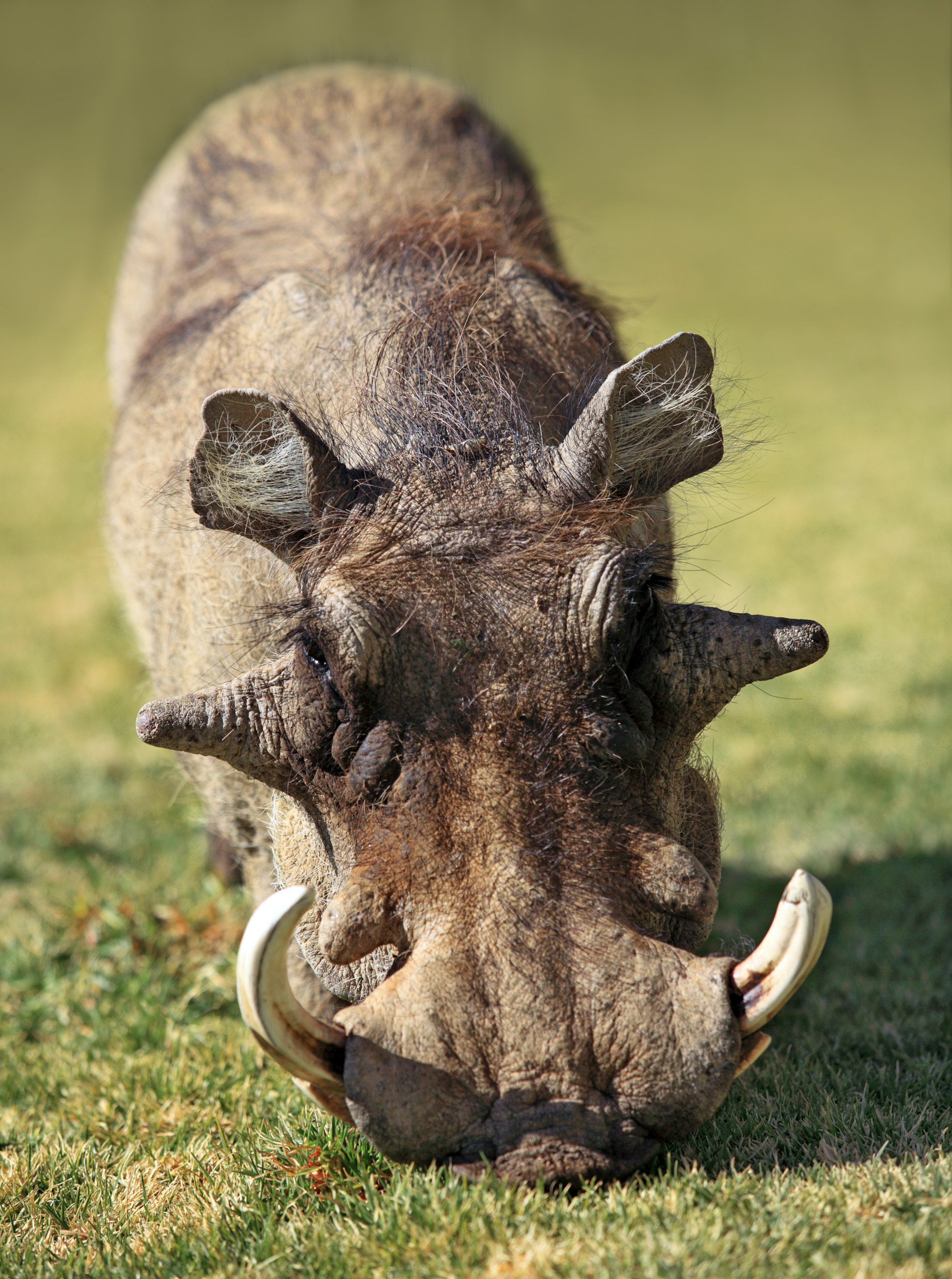 Morning Warthog
