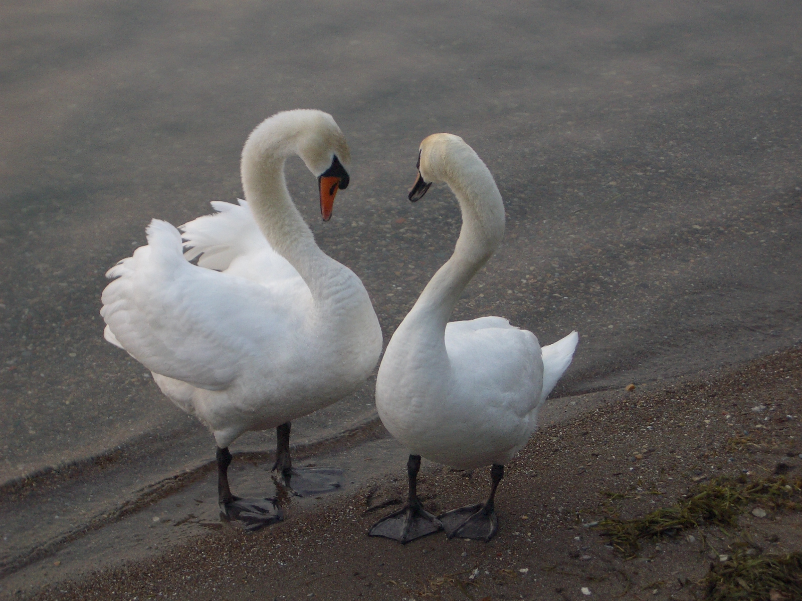 swans couple