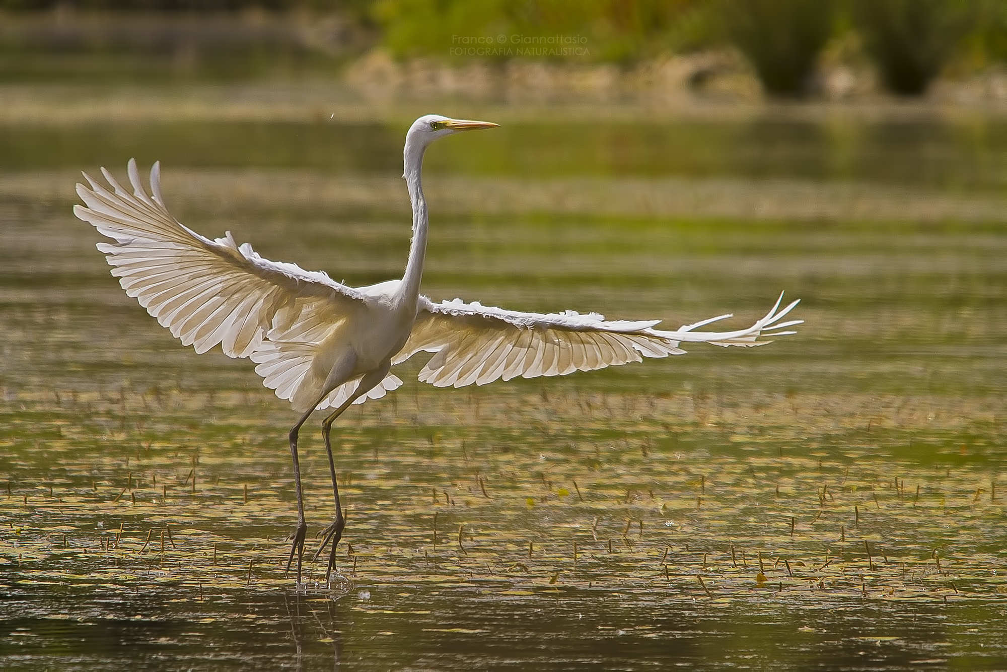 Airone Bianco Maggiore.
