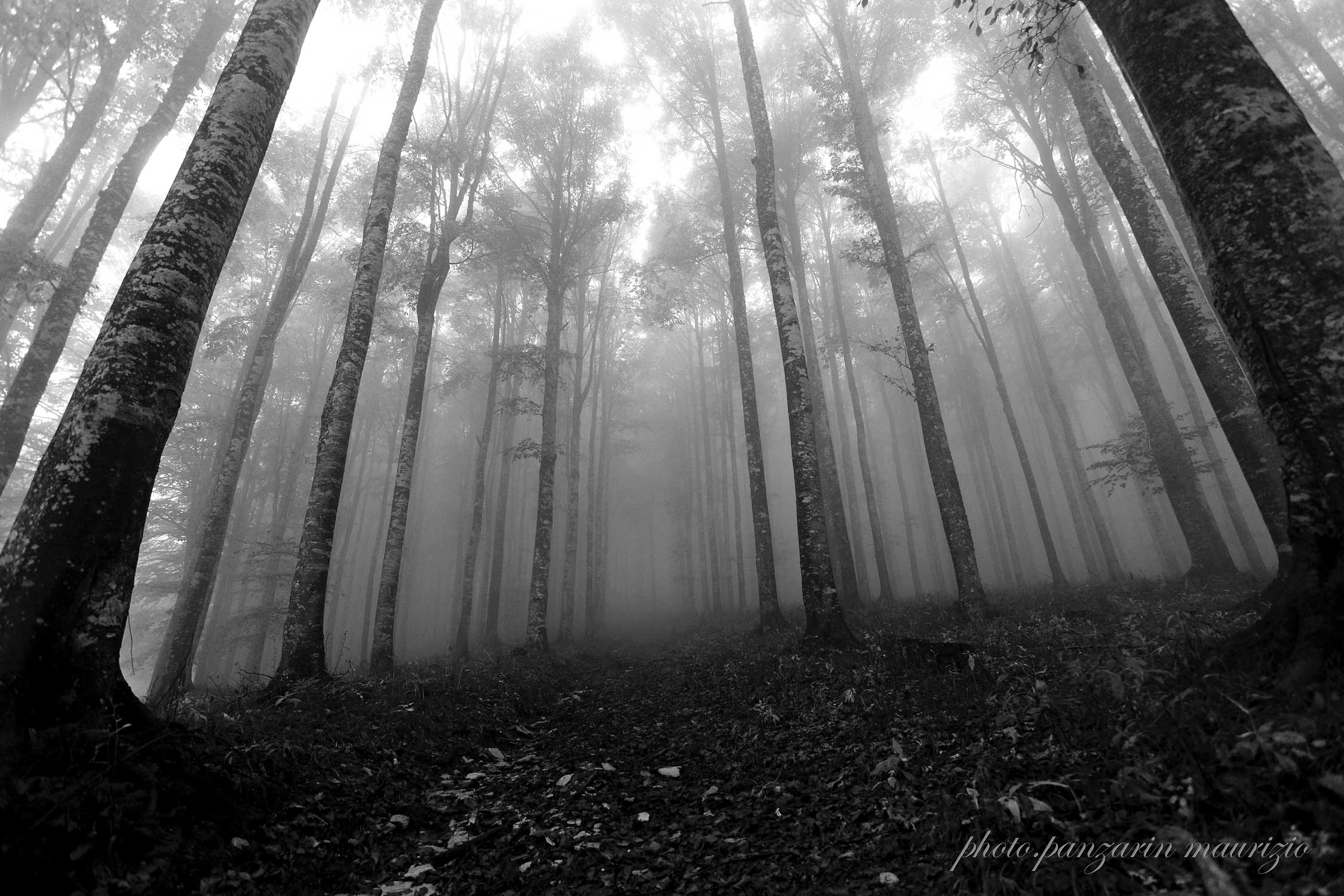 fagetta nella nebbia