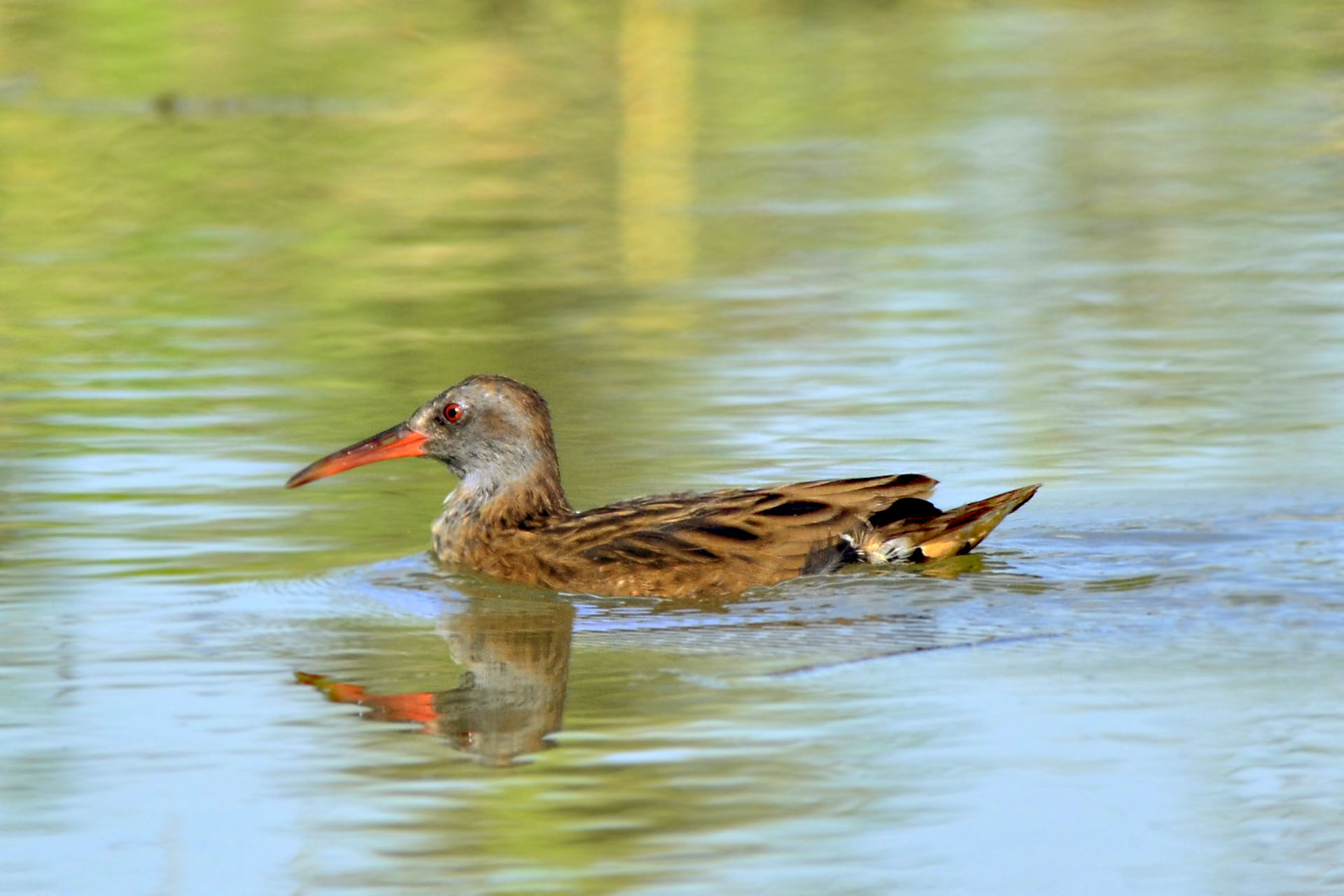 Finalmente il primo porciglione!!