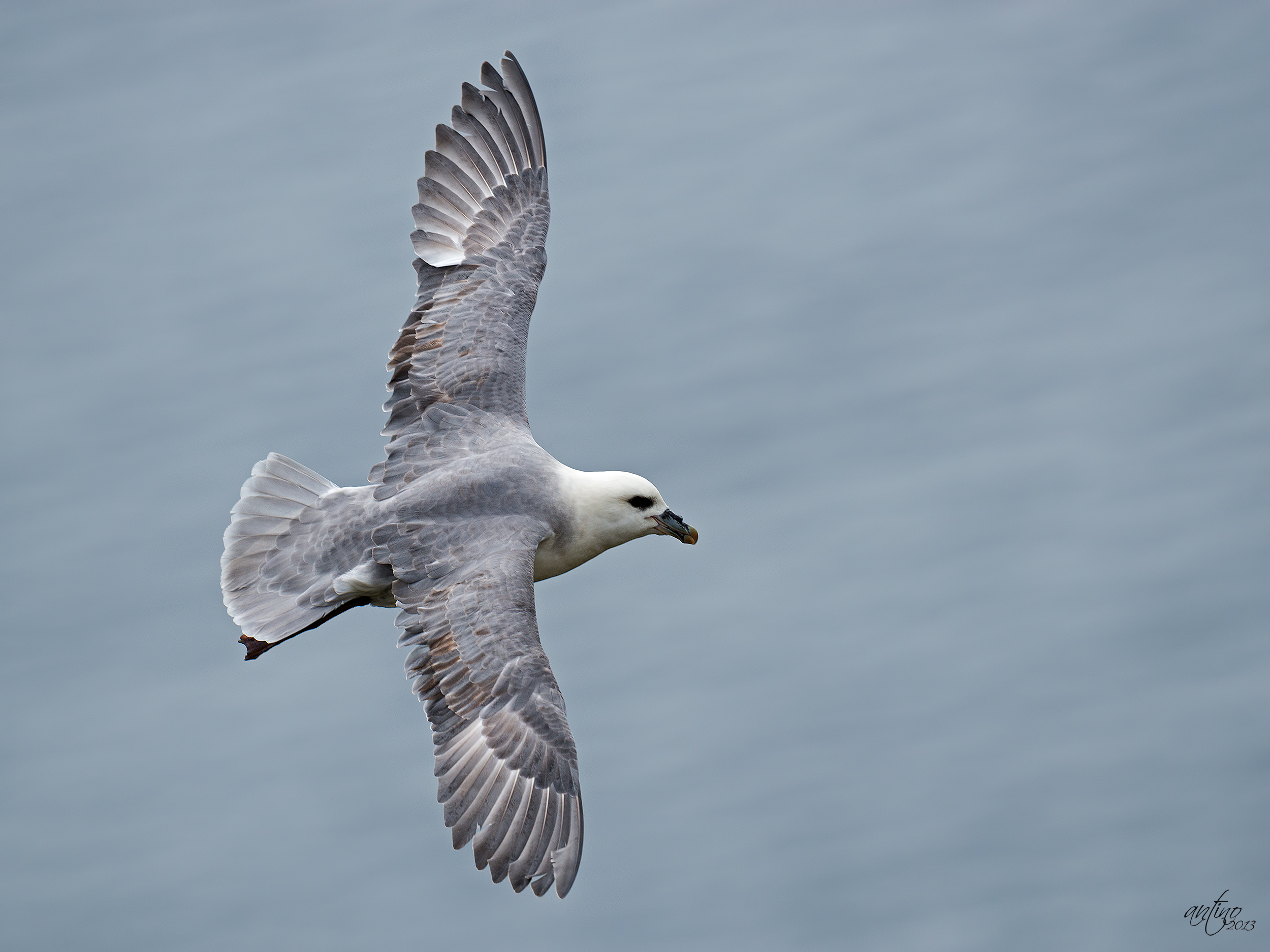 Fulmar