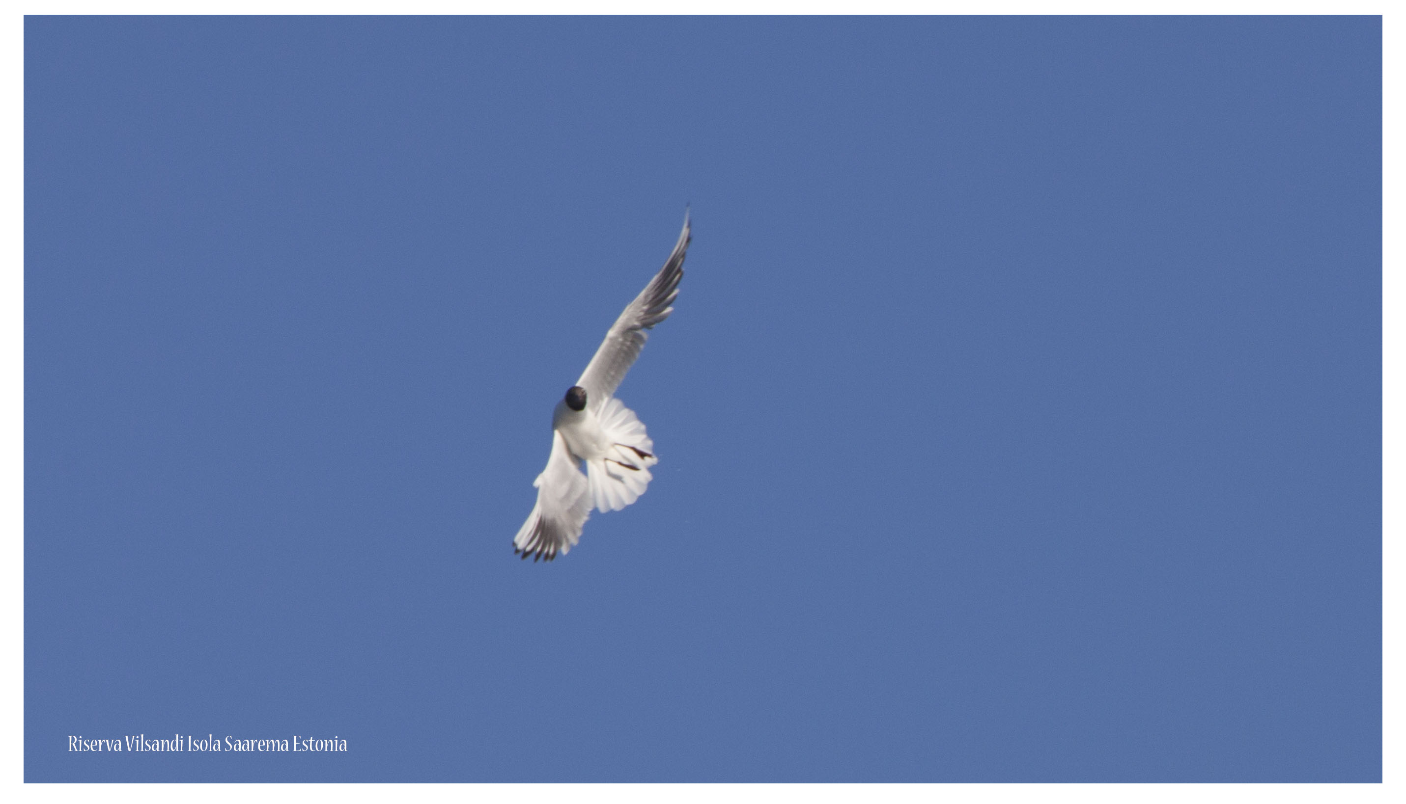Gabbiano Larus minutus
