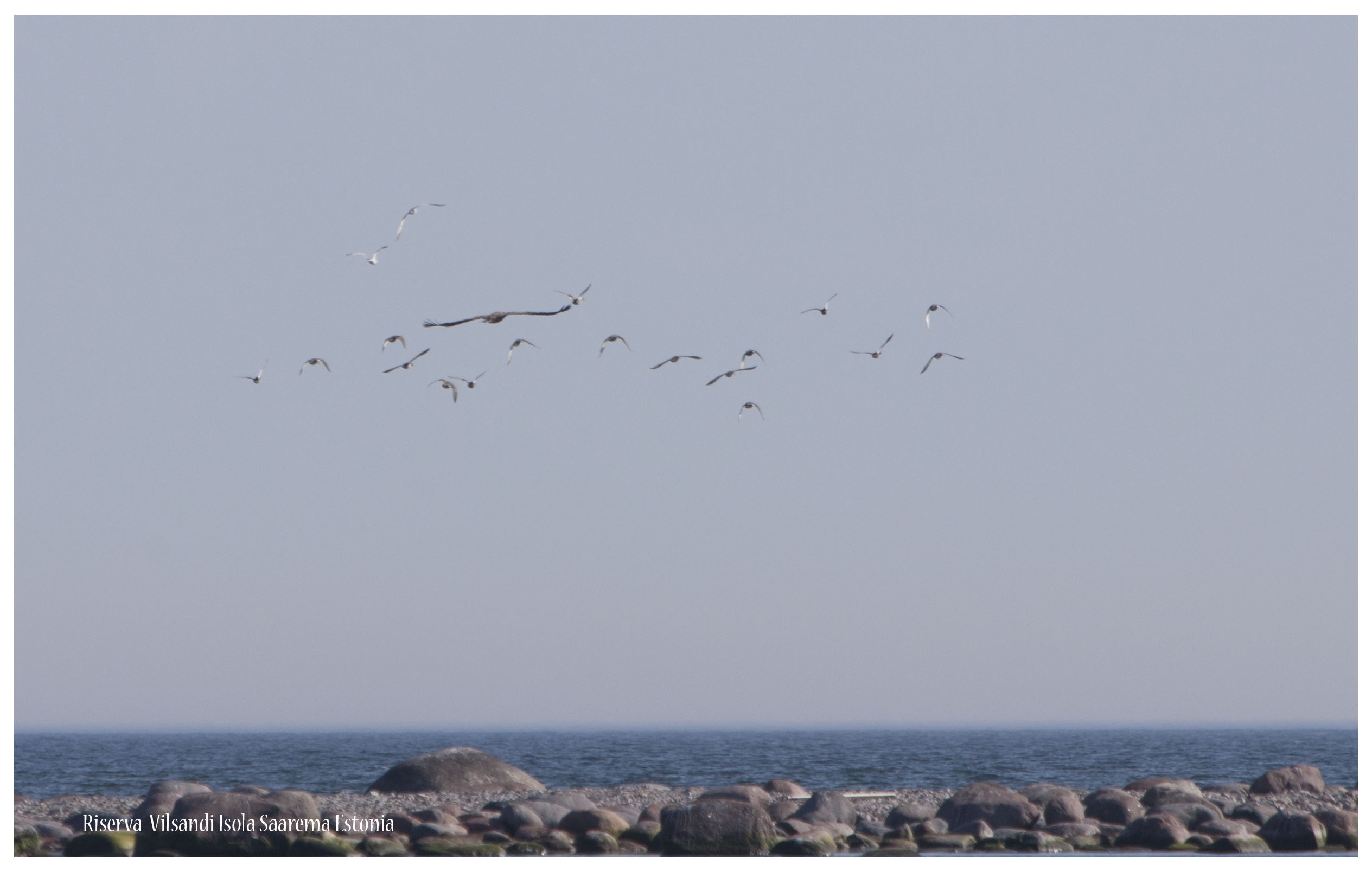 Aquila di mare circondata da Sterne