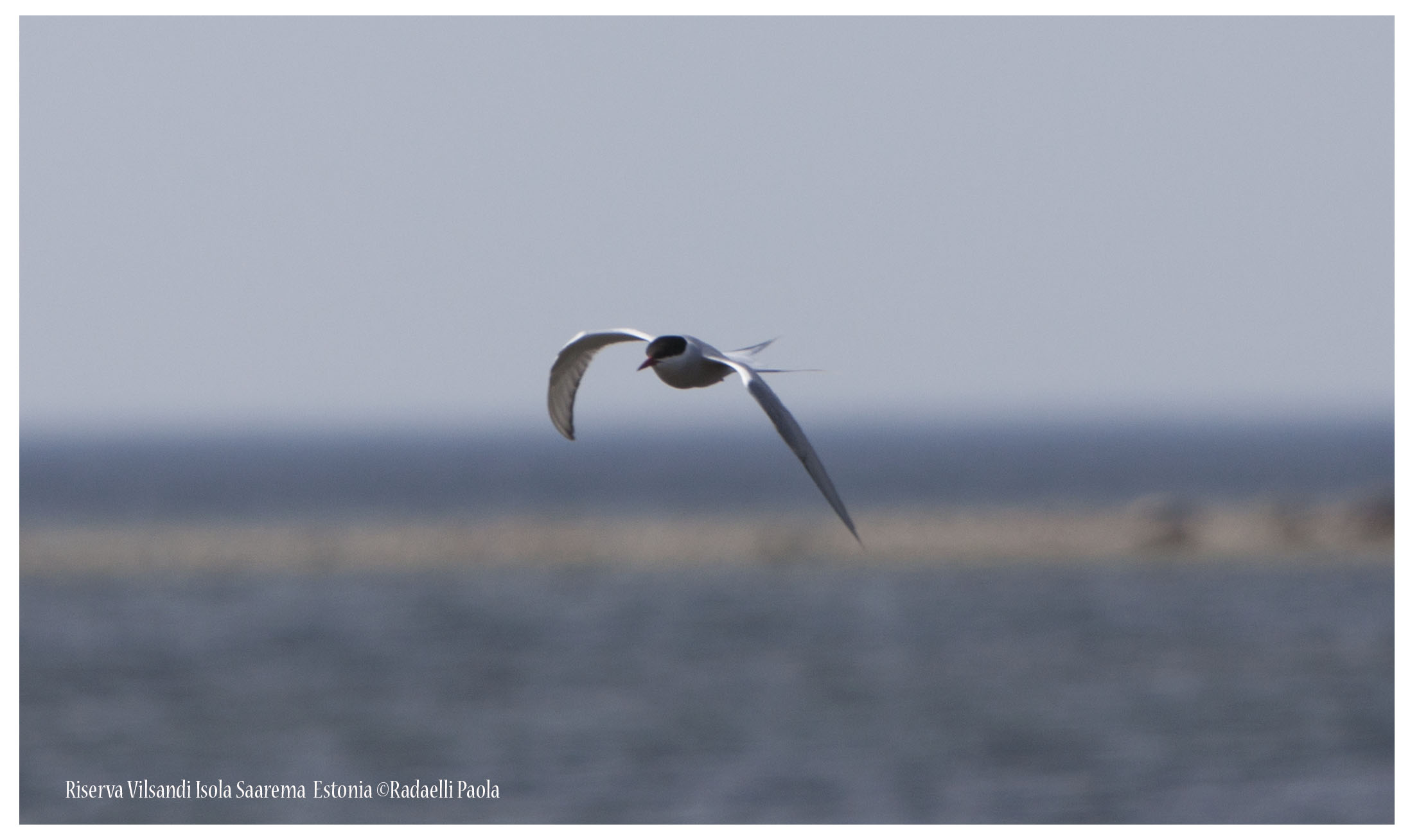 Rondine di mare, sterna