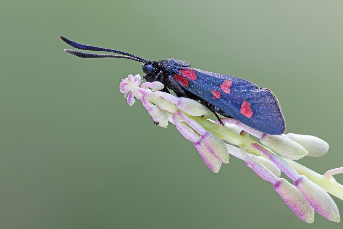 Zygaena