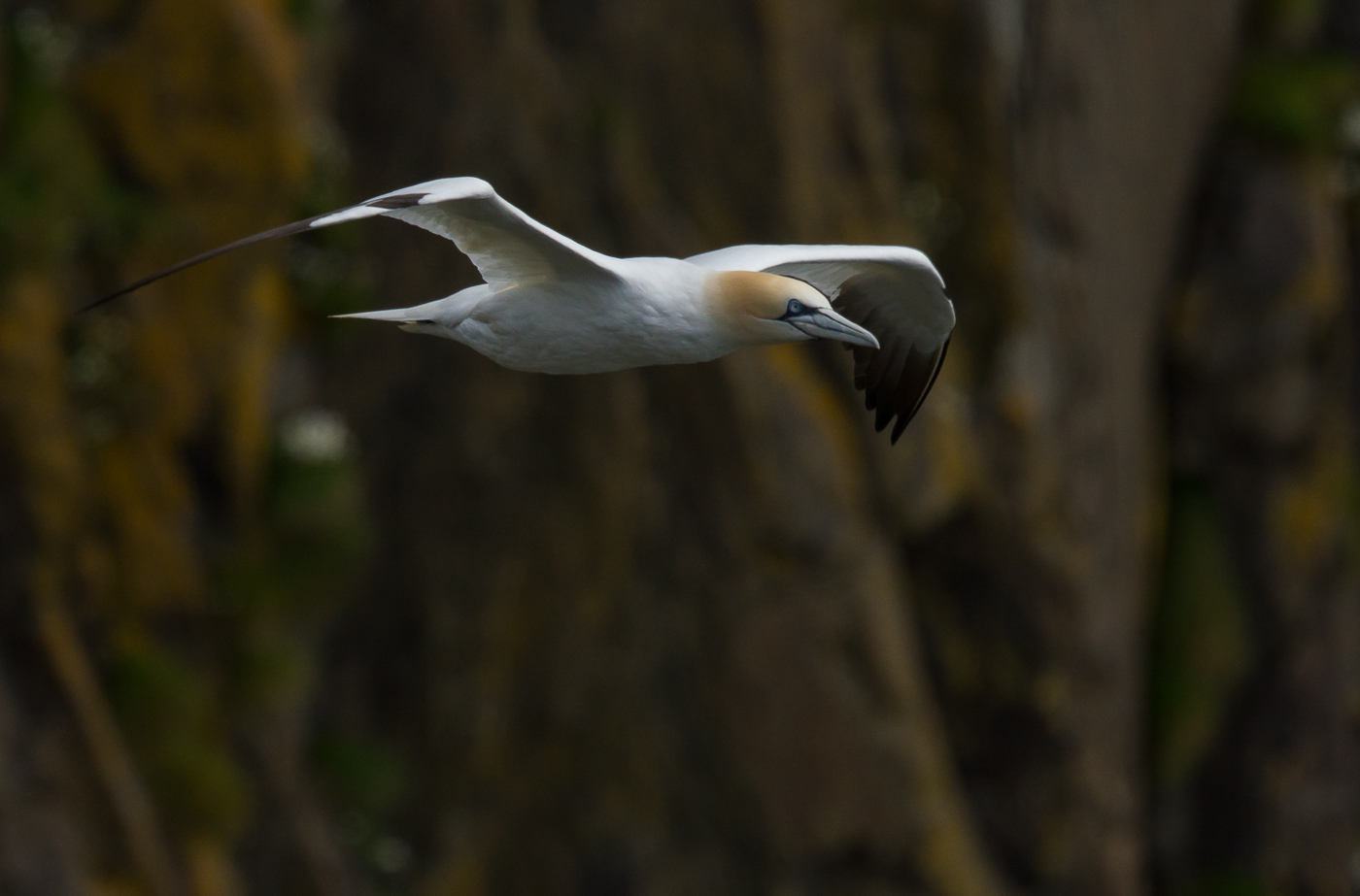 Gannet