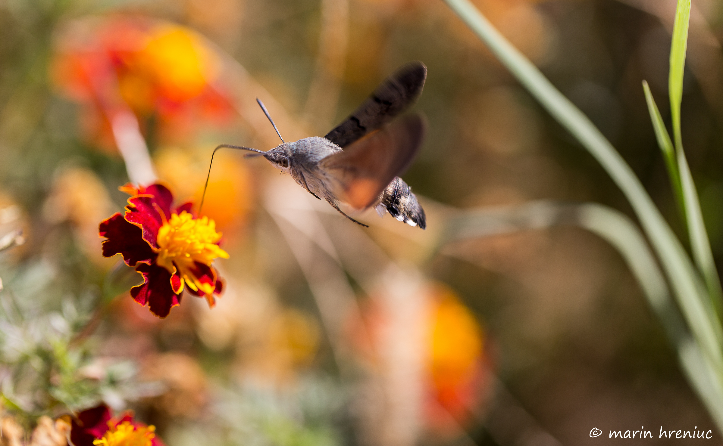 Macroglossum stellatarum