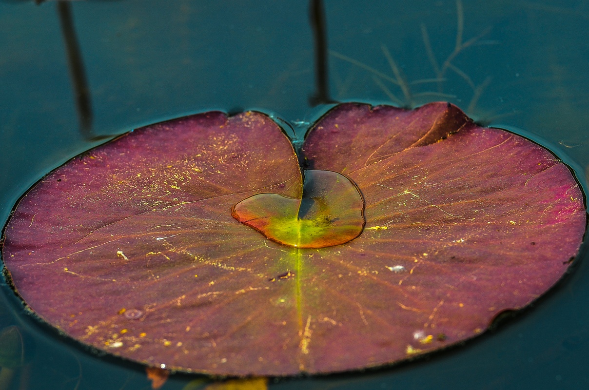 Foglia di ninfea