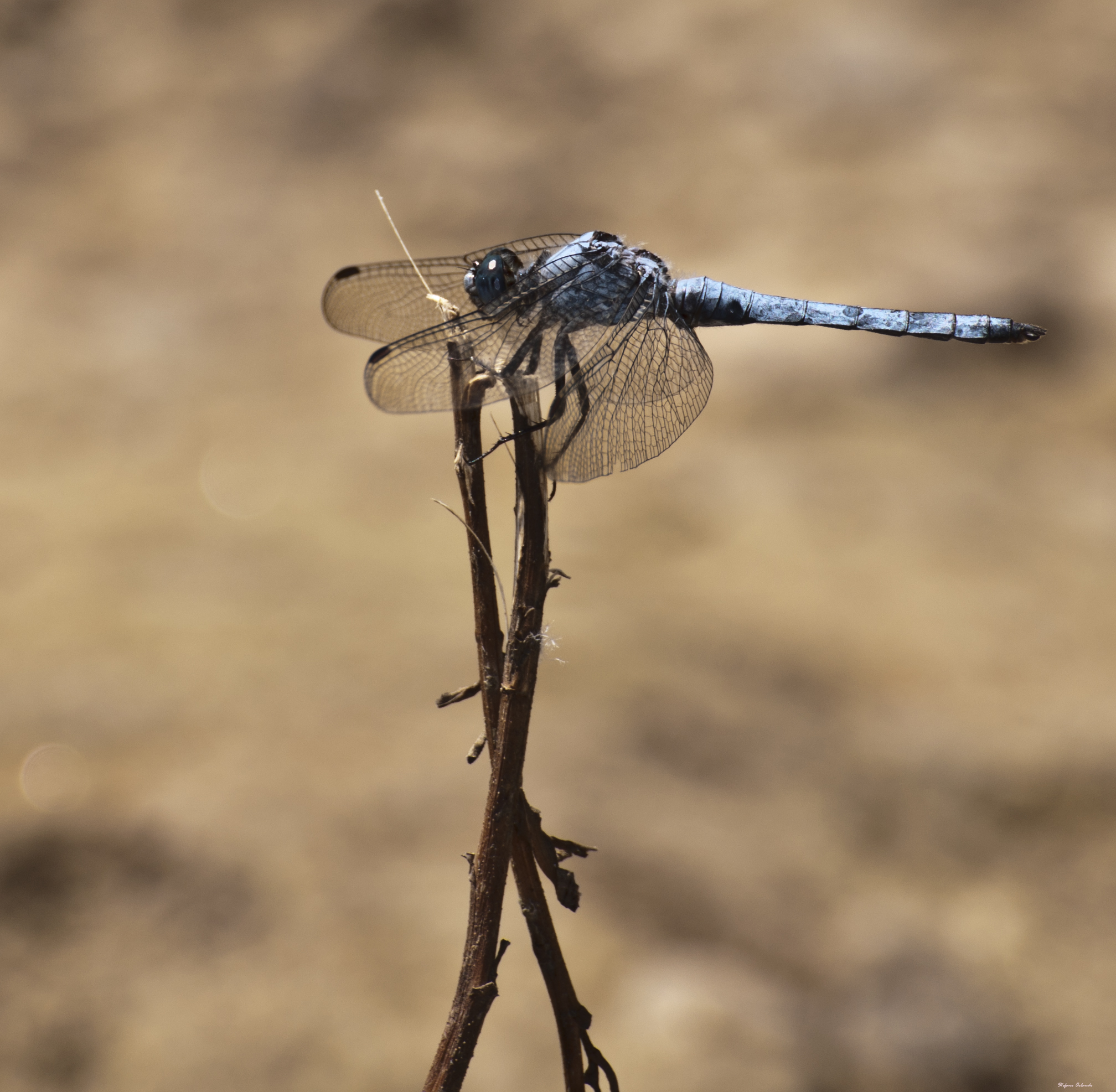 Beautiful Dragonfly