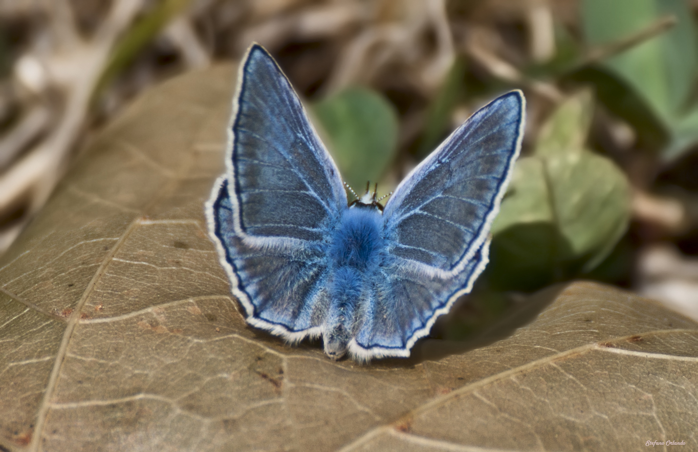 Blue Butterfly