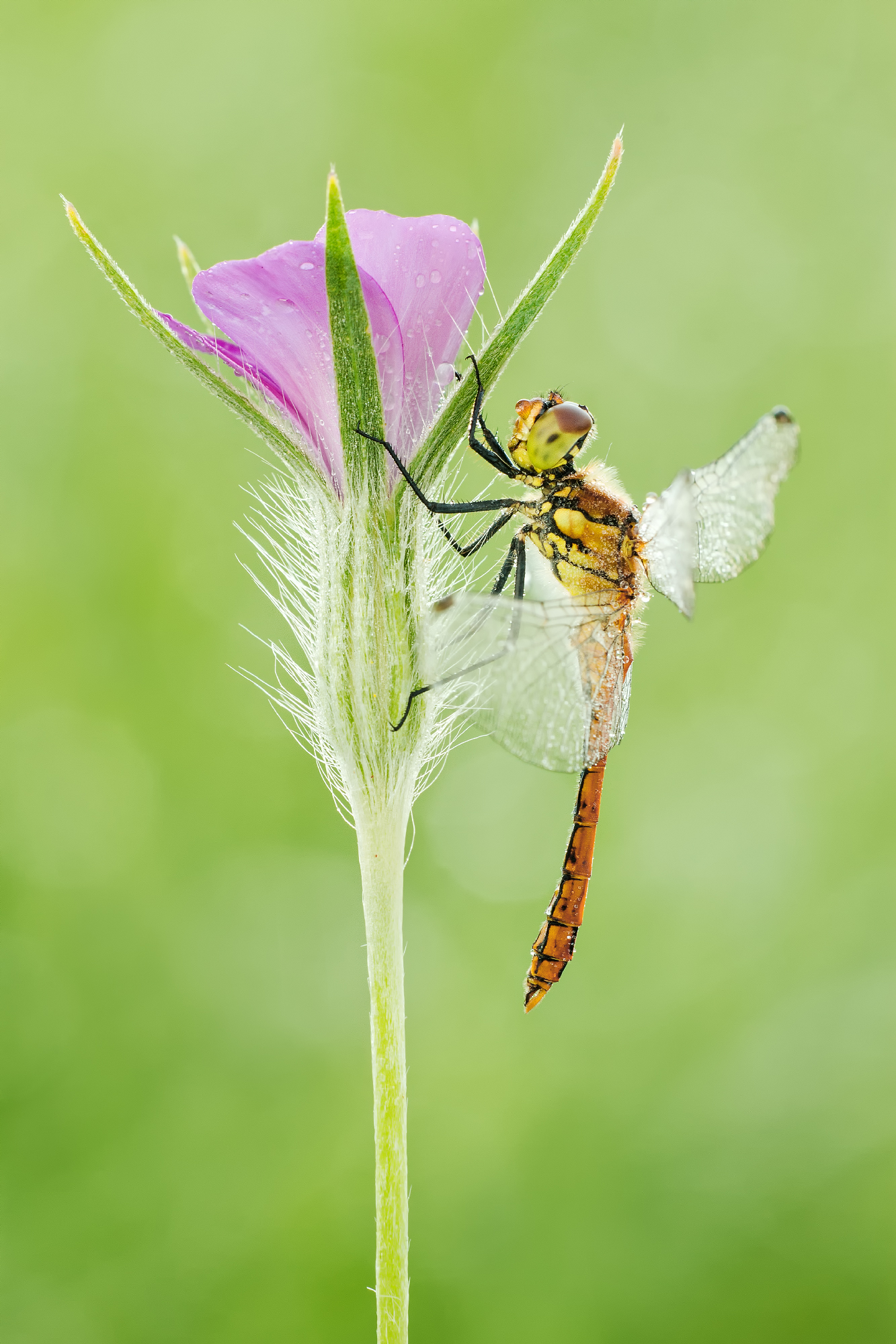Ruddy Darter (Sympetrum sanguineum)