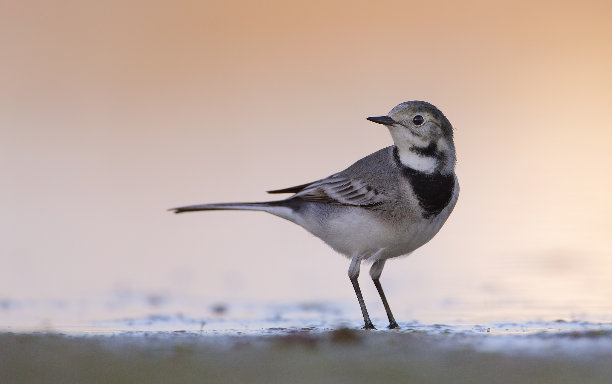Moon ( ballerina bianca )