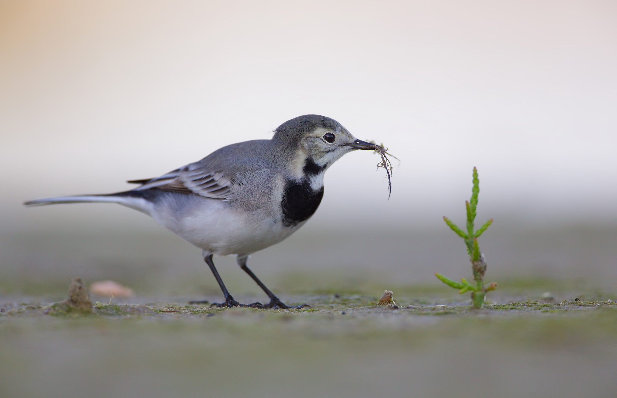 Nuova vita 2 ( ballerina bianca )