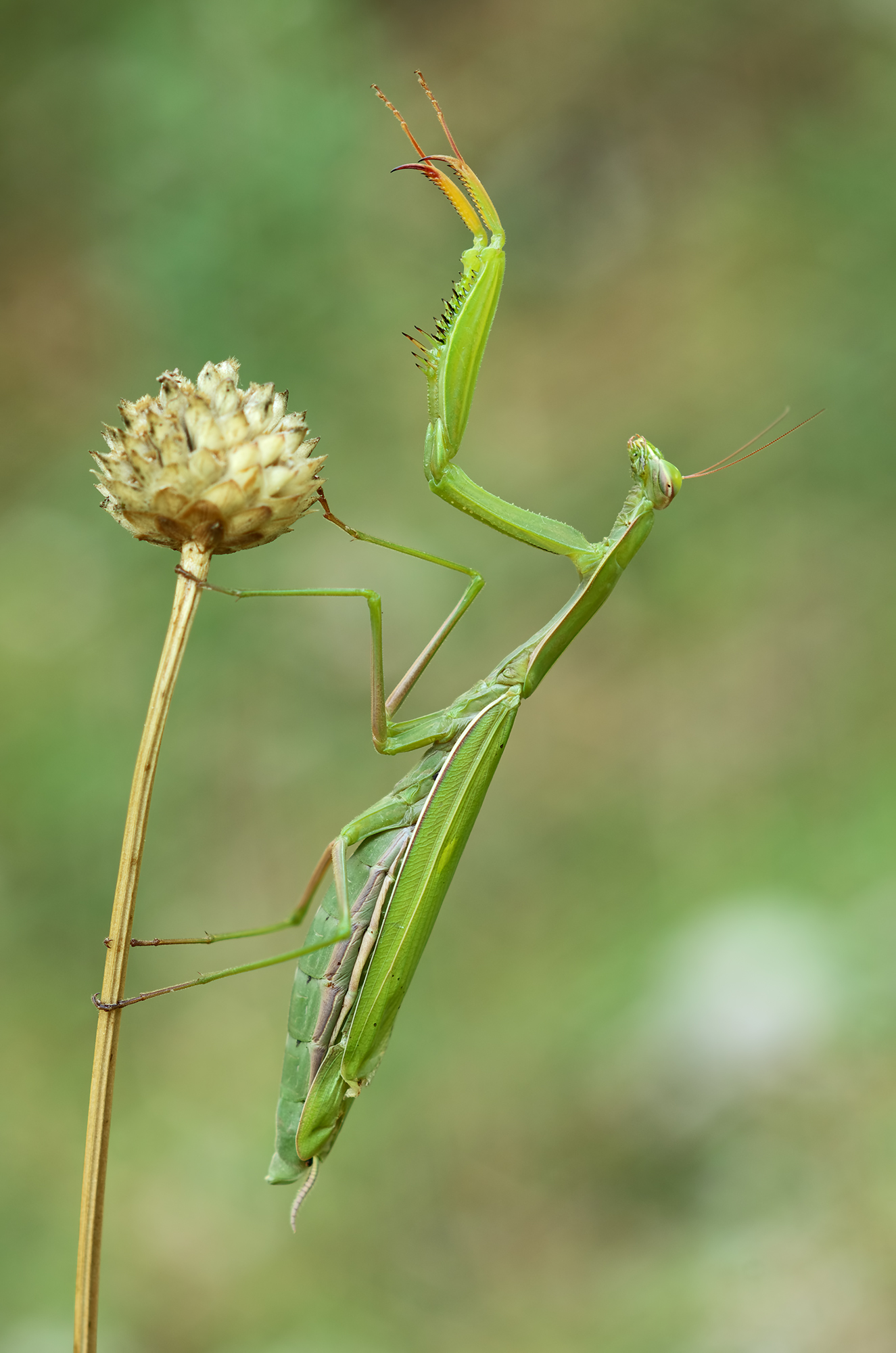 Mantis Religiosa