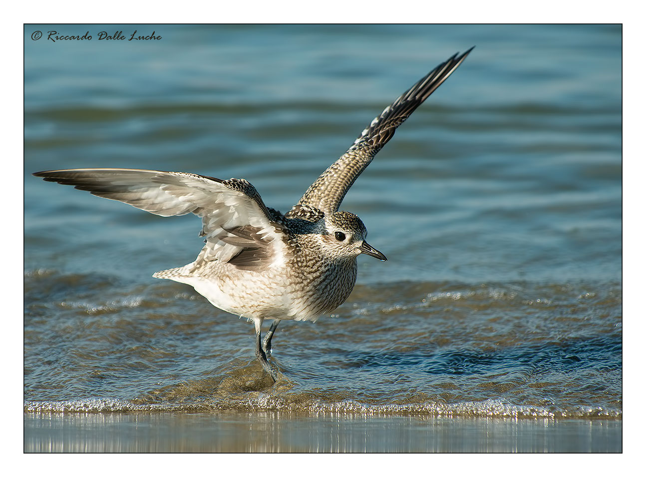 Grey Plover